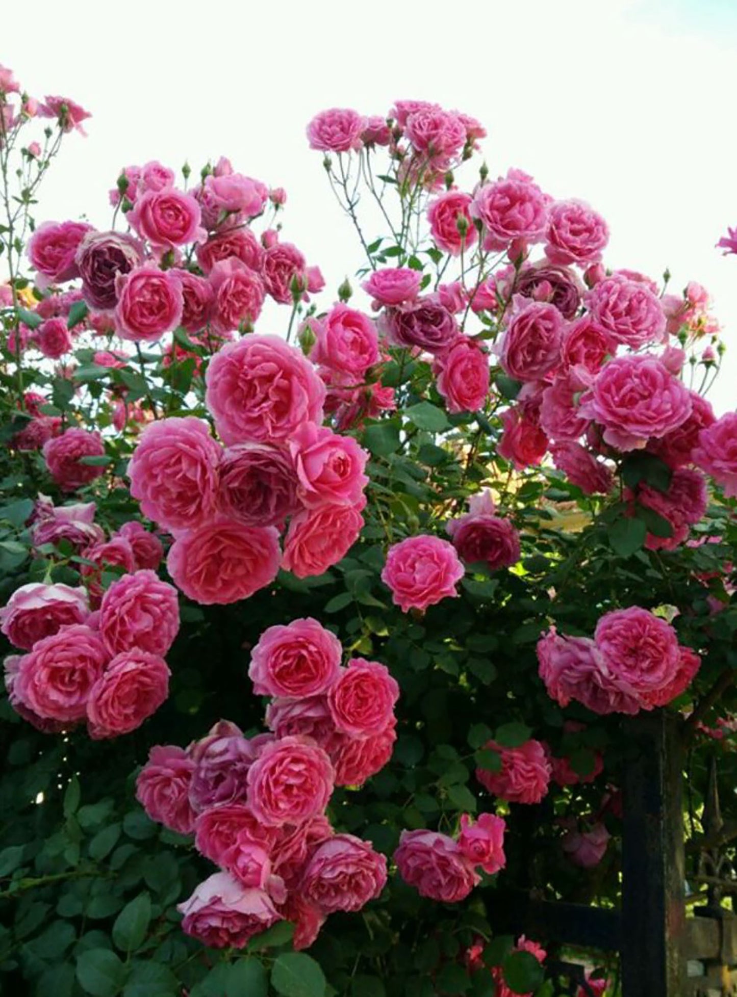 Parade 大游行 ，Deep pink Large-Flowered Climber.Non-Grafted/Own Root.