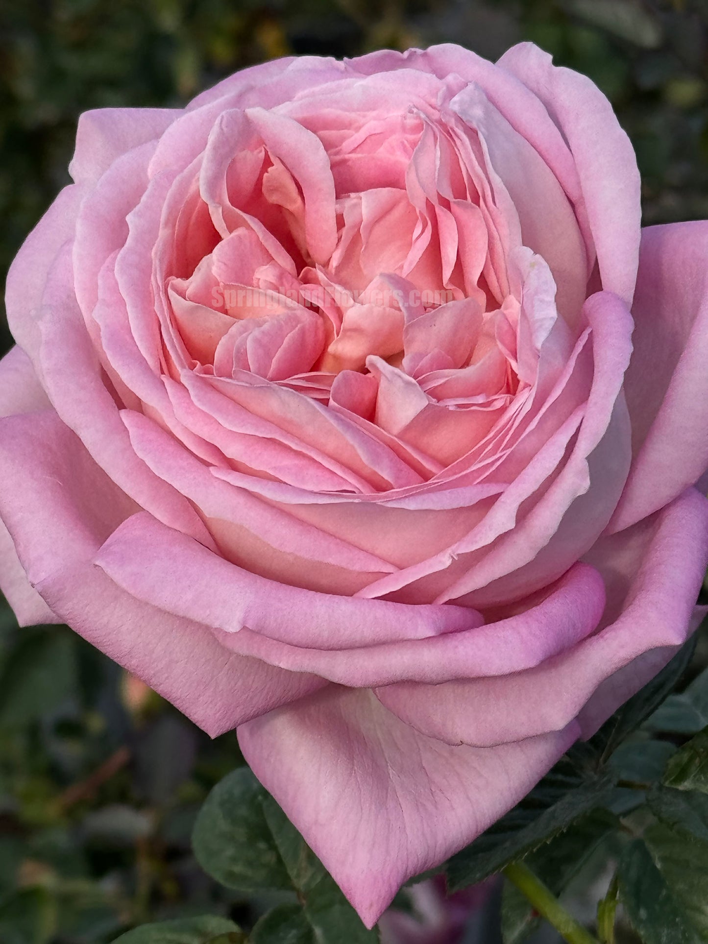 #SPQ003 ，Shrub Rose, Large, Strong fragrance. Heat Resistant.Non-Grafted/Own Root.