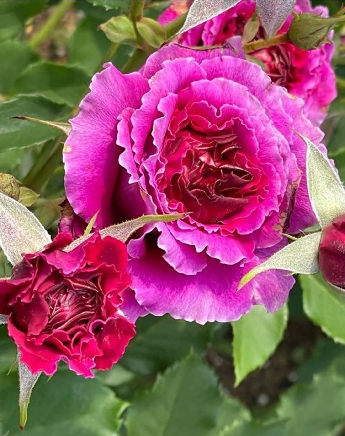 Ramukan 草药 ラムカン,  Japanese Shrub Rose，Strong Disease Resistance and Heat Tolerance,Non-Grafted/Own Root.