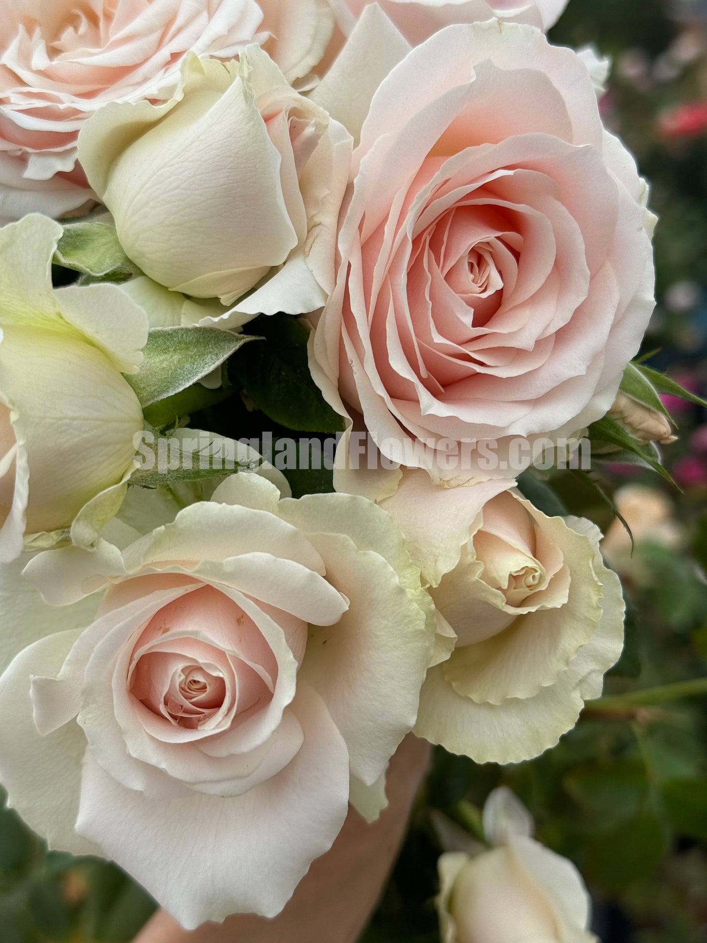 Pearl Avalanche 珍珠雪山，Cutting Rose,Florists Rose.  Heat-tolerant, disease-resistant, Non-Grafted/Own Root.