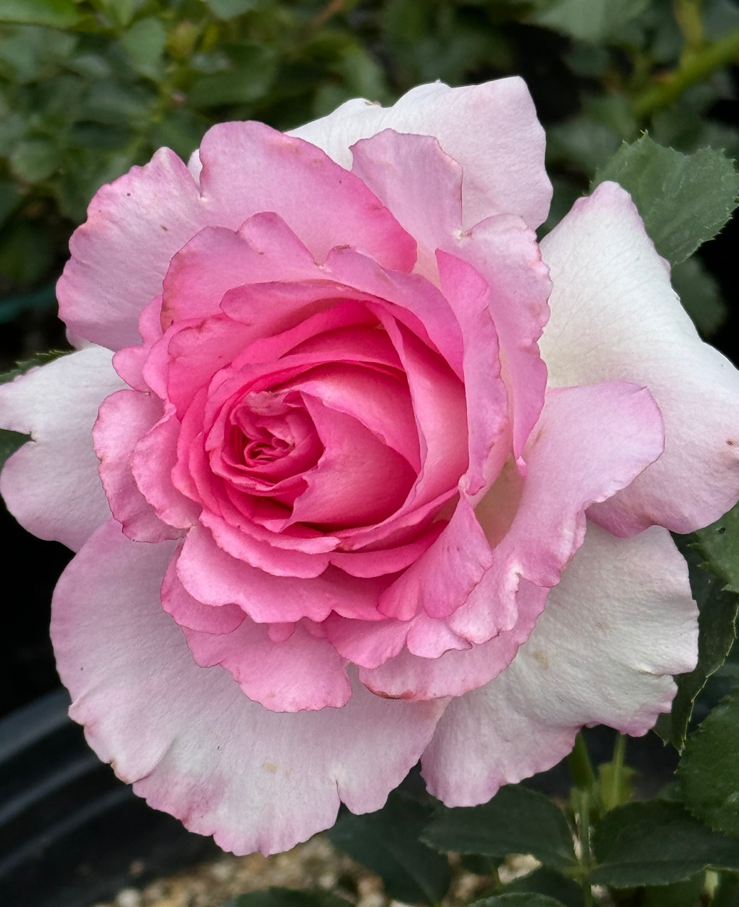 Rien Rose 河本绊 リアン・ローズ，Japanese Floribunda Rose，Non-Grafted/Own Root.