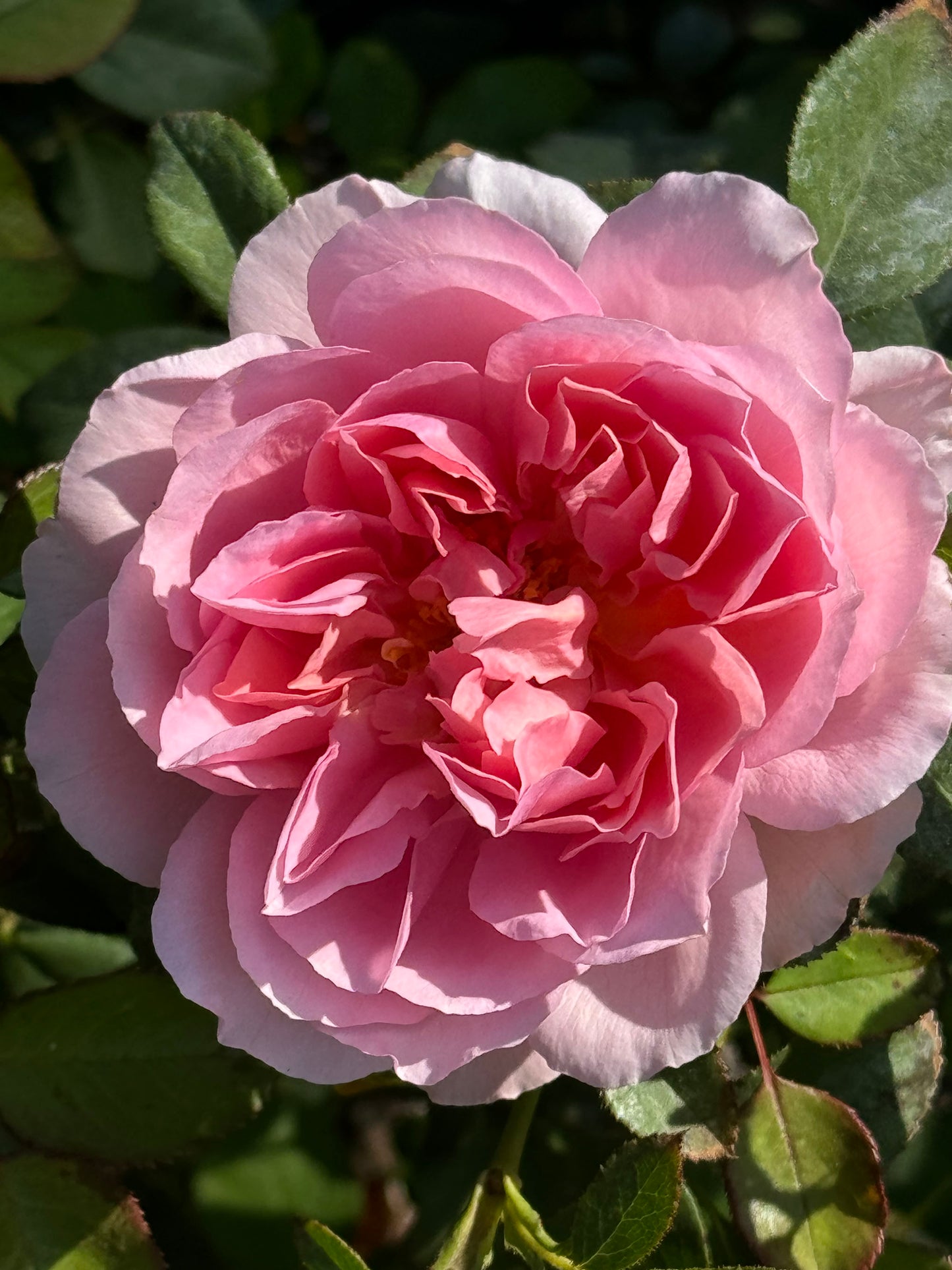 Rose Antoinette 绝代艳后, Shrub Rose, Strong fragrance. Large. Heat Resistant.Non-Grafted/Own Root.