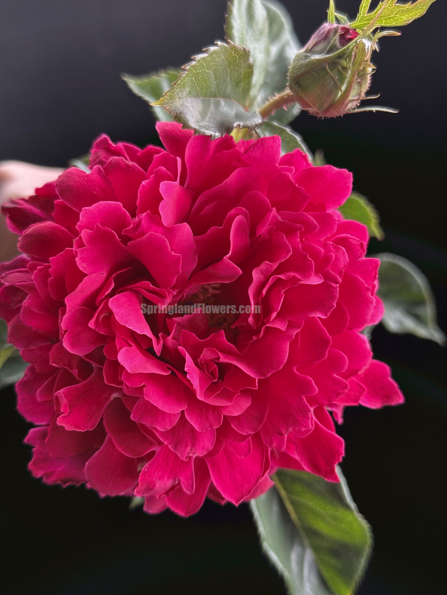 #SPN281, Glamorous Ruffle 魅力波浪，Shrub Rose,  Non-Grafted/Own Root.