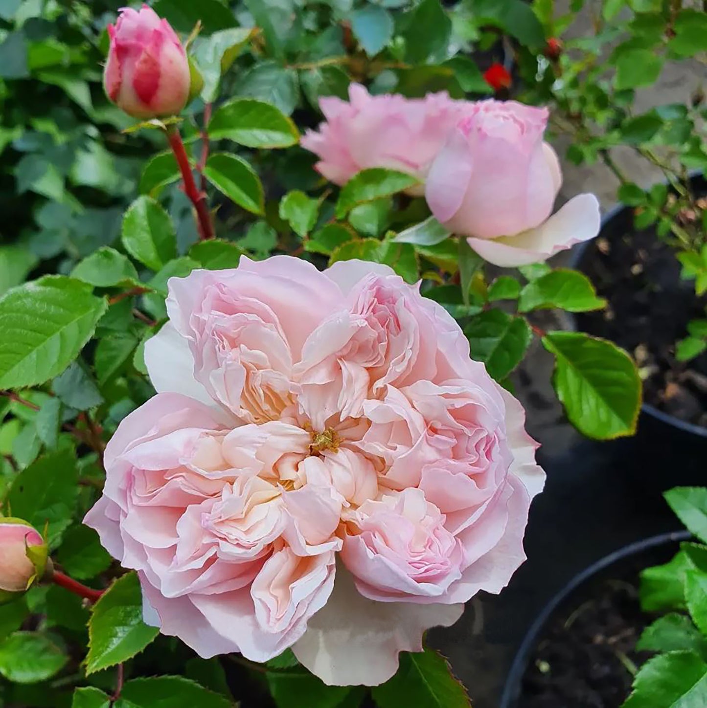 Cecil de volanges 蝶之舞 セシルドゥヴォーランジェ，Japanese Shrub Rose. Glossy Leaves Resistant To Black Spot And Powdery Mildew.