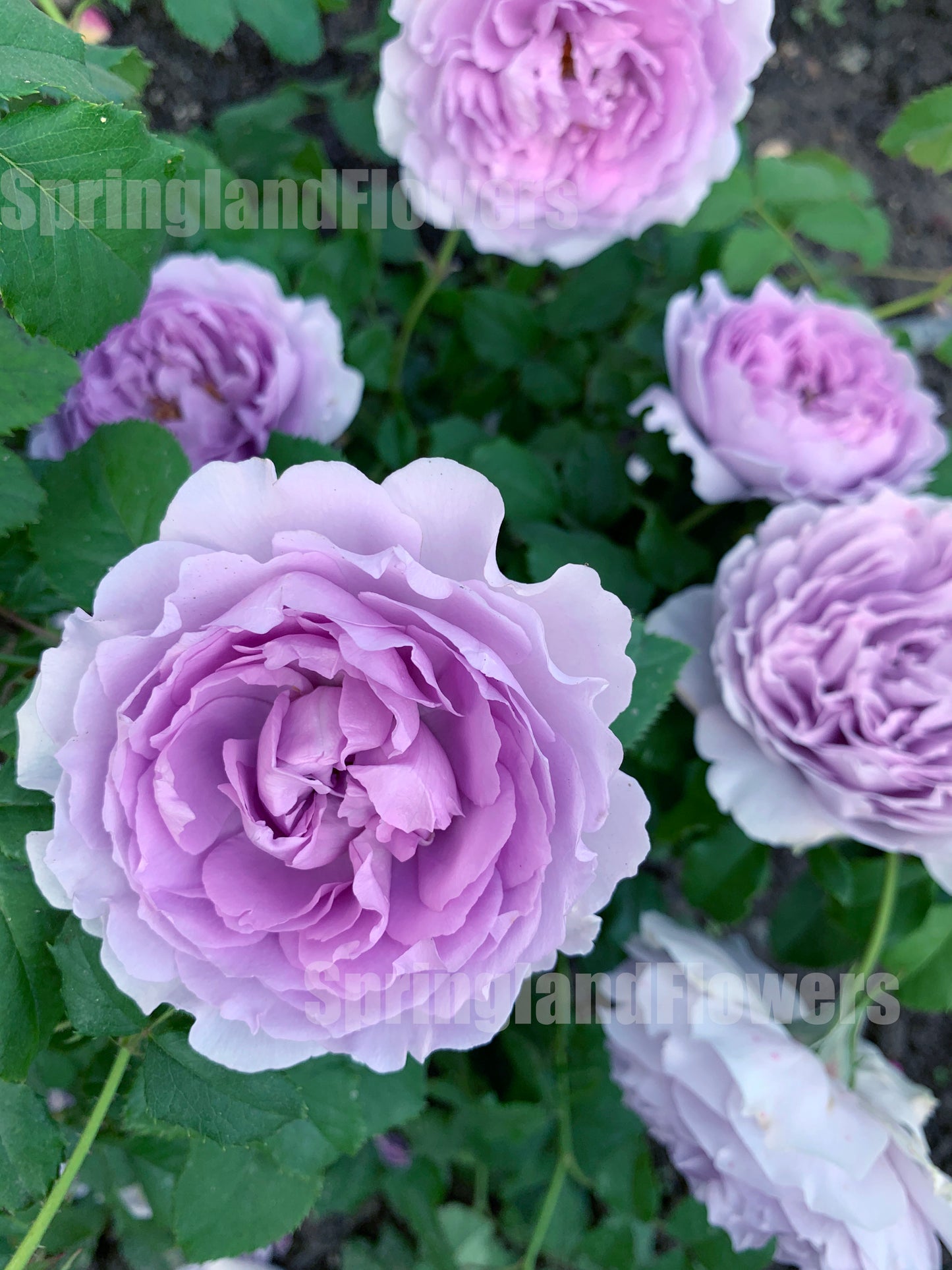 Yinyinqing / Memory of Blue (隐隐青) ,  Shrub Rose, Non-Grafted/Own Root. Strong Fragrance. Resistant to high temperature and humidity.