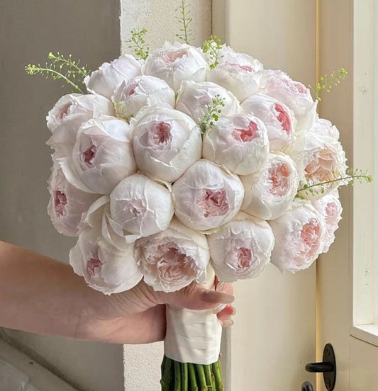 #SPJ272, Cocotte 可爱瓷, Japanese Shrub rose, Non-Grafted/Own Root.