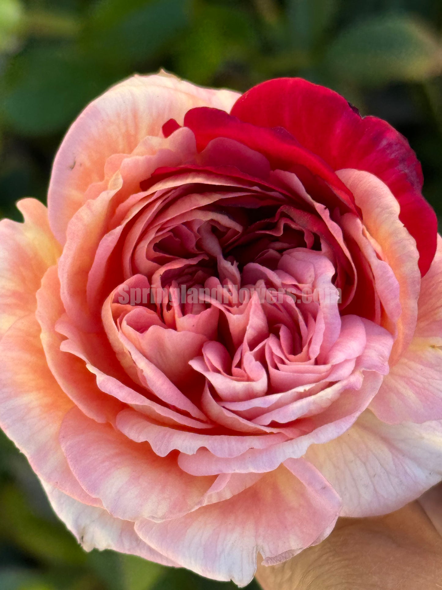 NEW ! 2022. Sunset Blush 羞颜，Japanese Shrub Rose，Non-Grafted/Own Root.