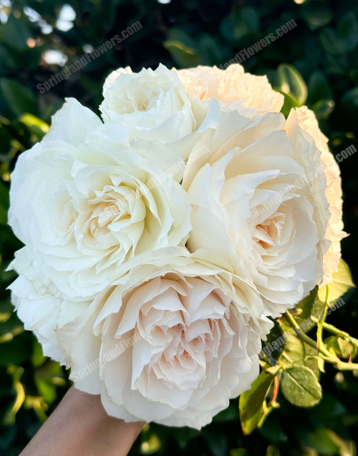 Royal Diva/Opera Queen 皇家迪瓦/歌剧皇后，Shrub Rose,  Non-Grafted/Own Root.