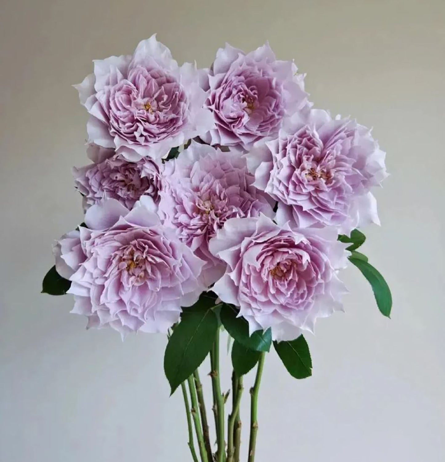 Dreamy Violet 幻紫, Shrub Rose, 2 Years Old 1 Gal, Non-Grafted/Own Root.