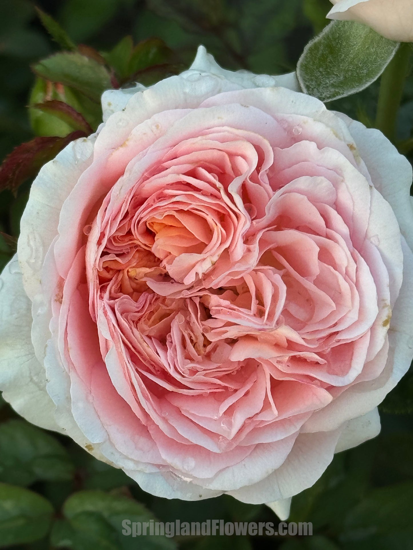 Voyage 航程，Hybrid Tea Rose，Strong Disease Resistance and Heat Tolerance,Non-Grafted/Own Root.