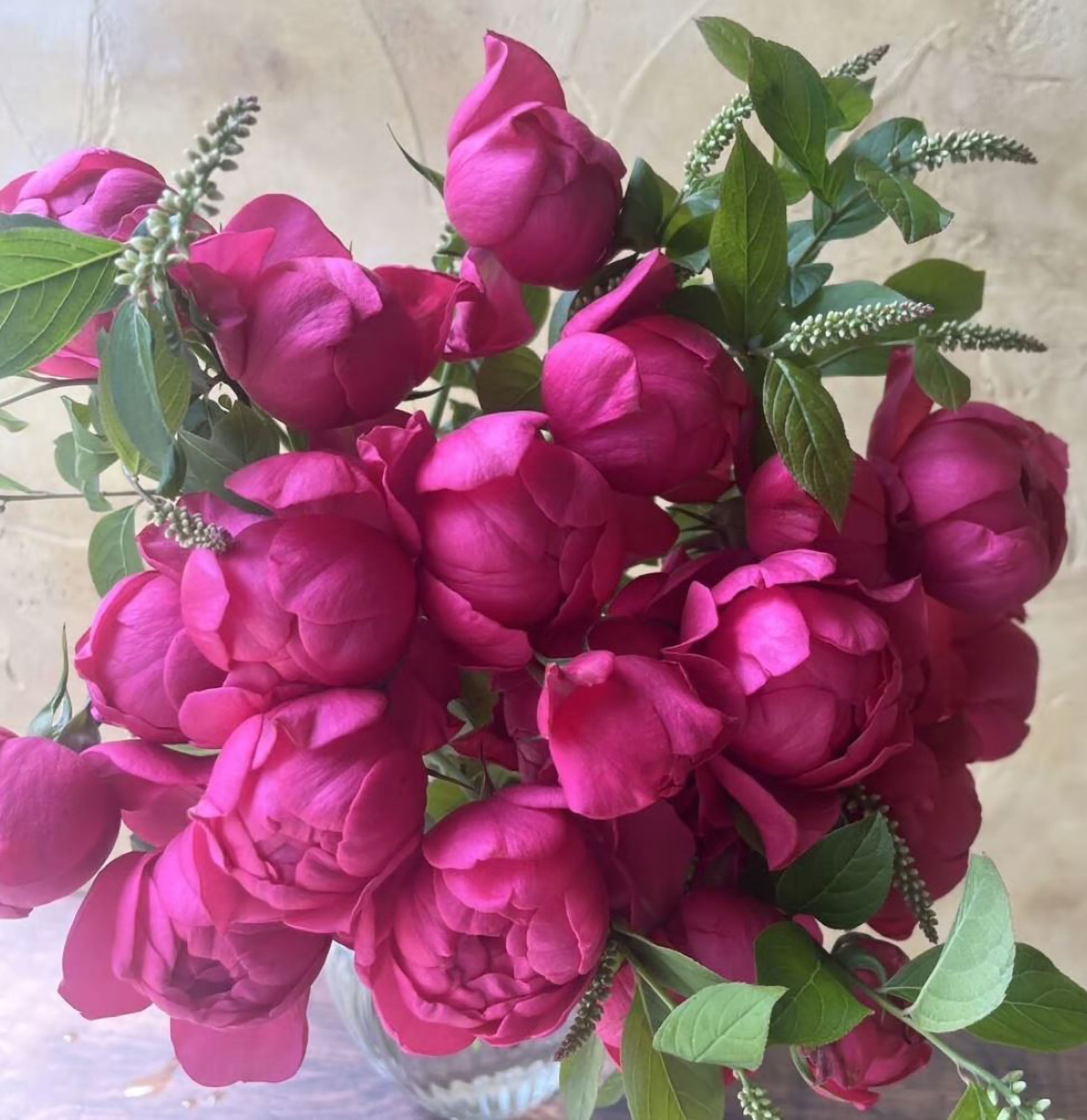 Popular Roses – Page 16 – SpringlandFlowers
