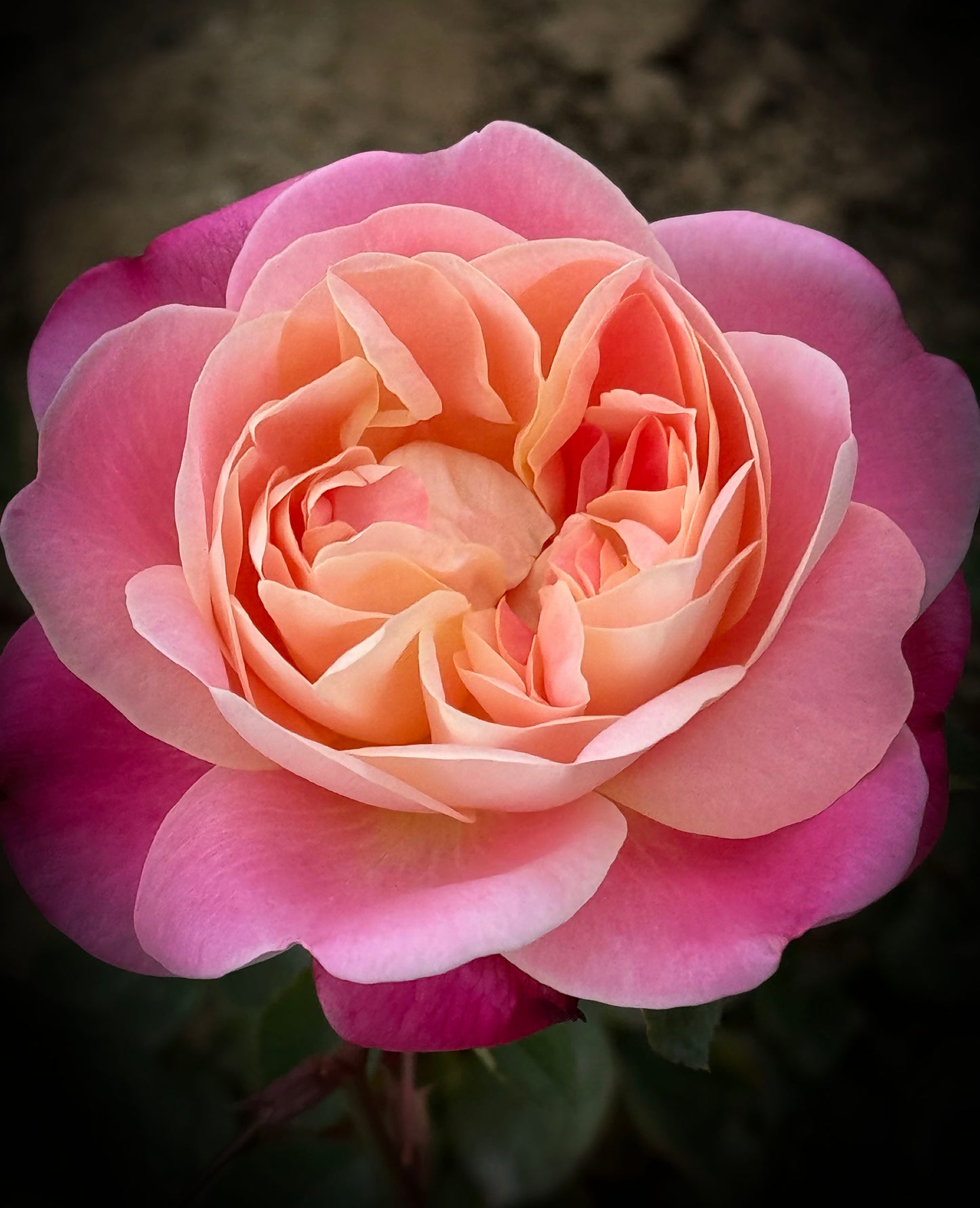 Mon Amour 和室  ジャパネスクモナムール, Japanese Shrub Rose, Non-Grafted/Own Root.