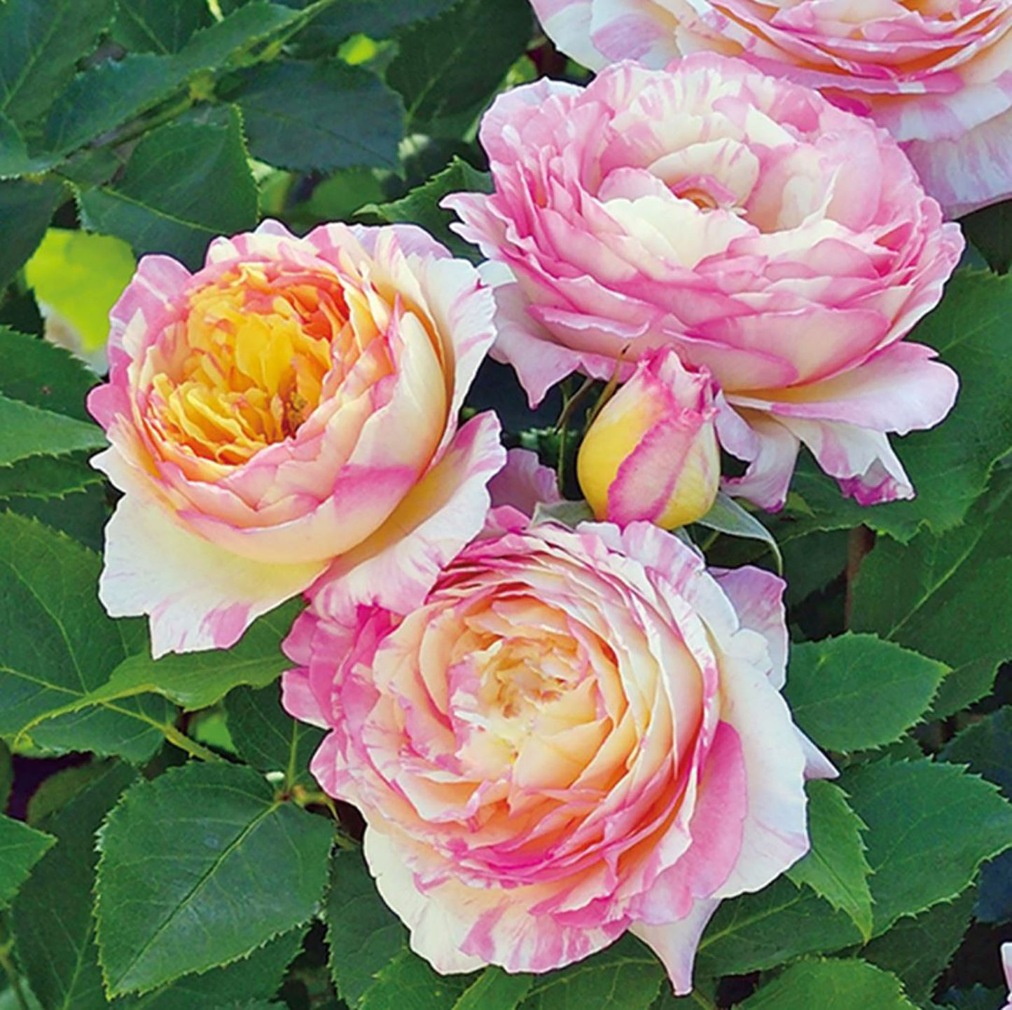 #SPF085，Extremely Similar to Marc Chagall 马克夏加尔，French Floribunda Rose, Non-Grafted/Own Root.