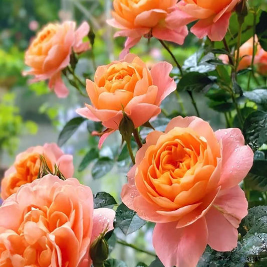 Champagne Terrace  果汁阳台 Floribunda Rose, Non-Grafted/Own Root.Yearlong flower buds. Perfect for small gardens.