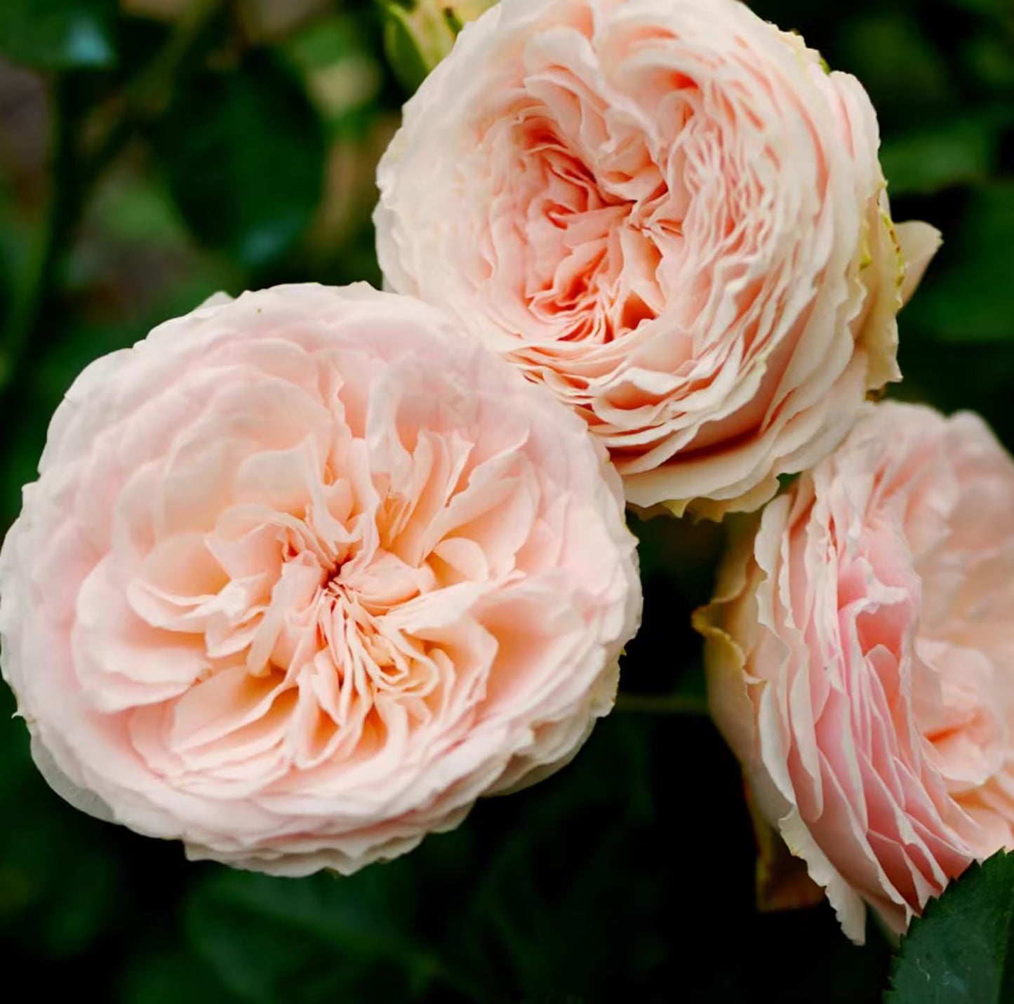 M-Pink Moon 粉月亮，Shrub Rose ,  Non-Grafted/Own Root.