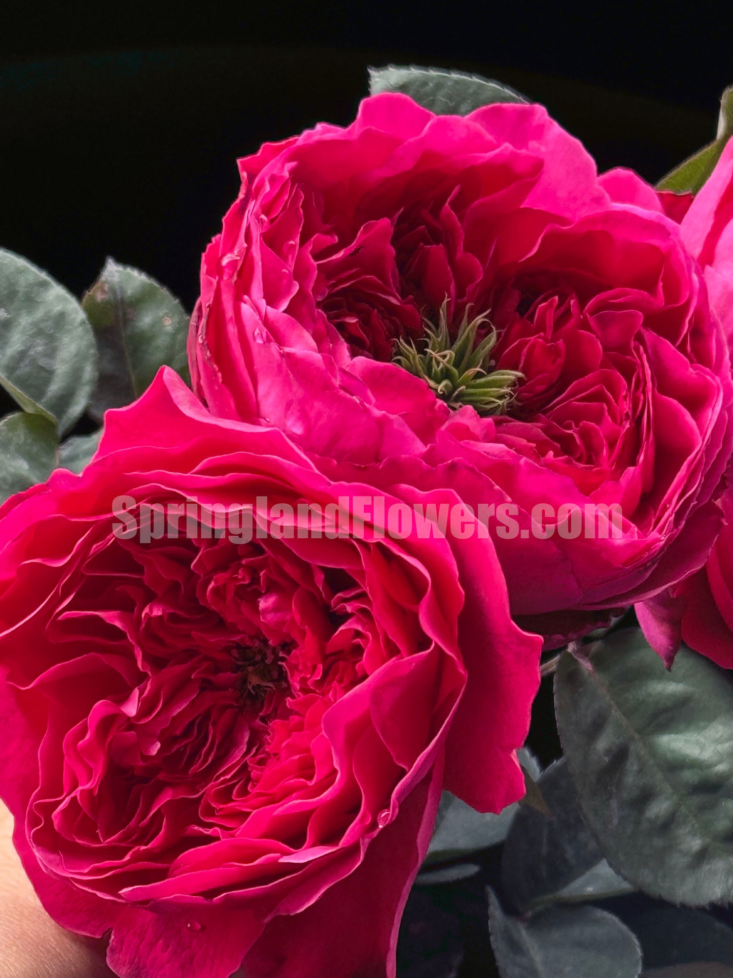#SPQ001 ,Accademia 阿卡德米亚学院， Hybrid Tea Rose, Deep pink - violet.  Strong fragrance. Non-Grafted/Own Root.
