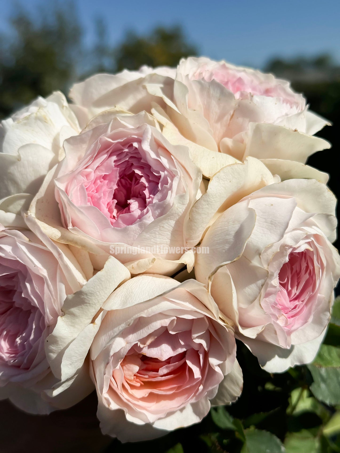 NEW !  J'adore 真我，Floribunda, Florists Rose.  Heat-tolerant, disease-resistant, Non-Grafted/Own Root.