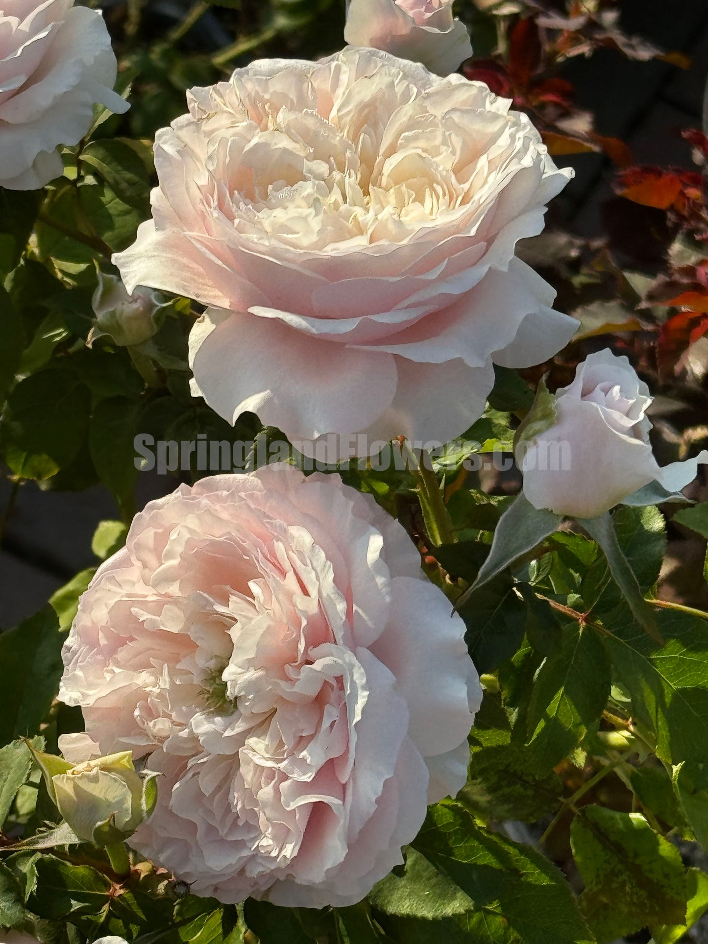 De Cheryl 谢莉尔 ，Shrub Rose，Non-Grafted/Own Root.