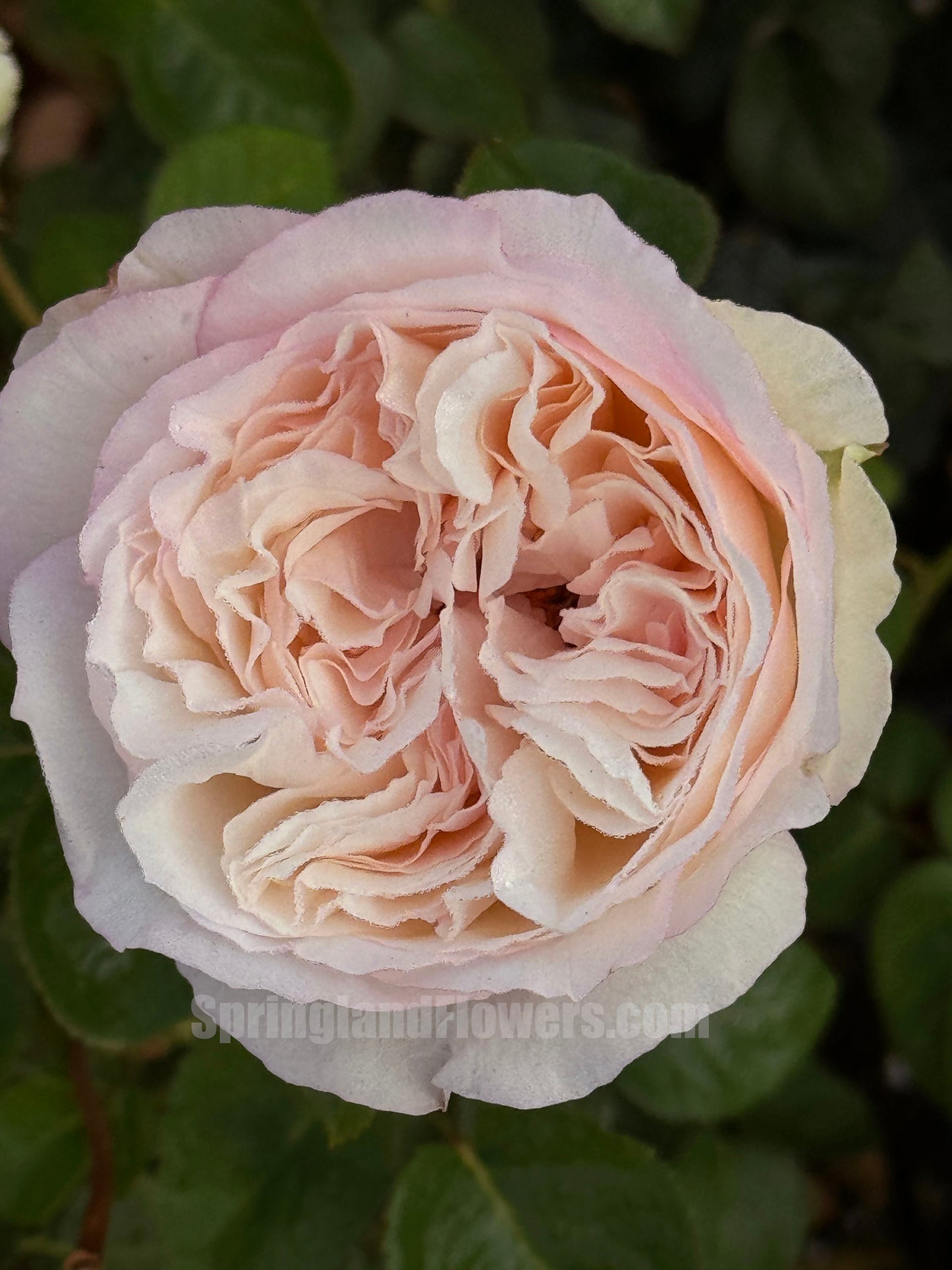 Yves L’esprit de fille 伊芙乙女心 レスプリドフィーユ,  Japanese Shrub Rose, Strong Fragrance, Non-Grafted/Own Root.