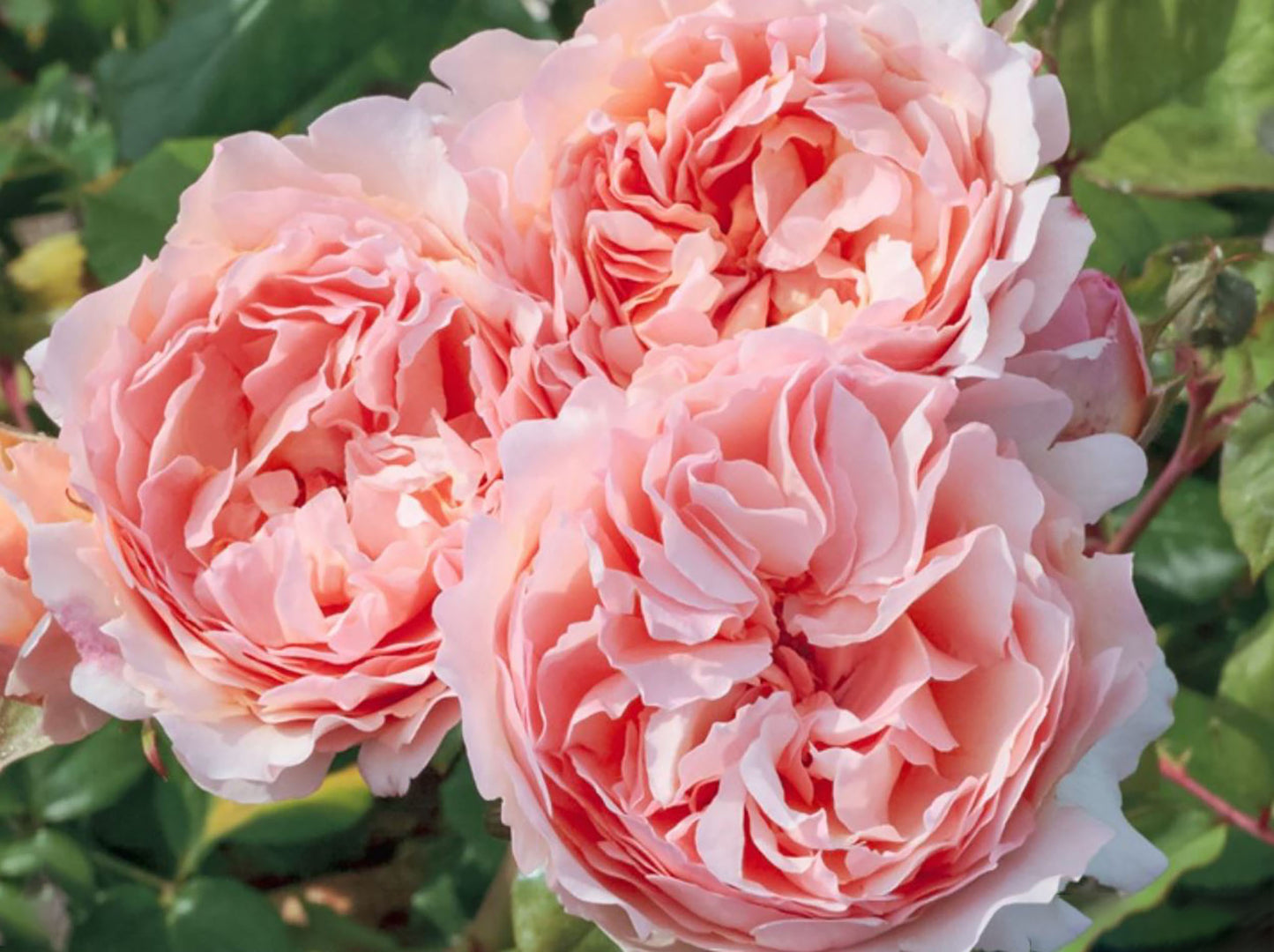 Princesse Charlene de Monaco 摩纳哥夏琳王妃，Hybrid Tea Rose，Non-Grafted/Own Root.