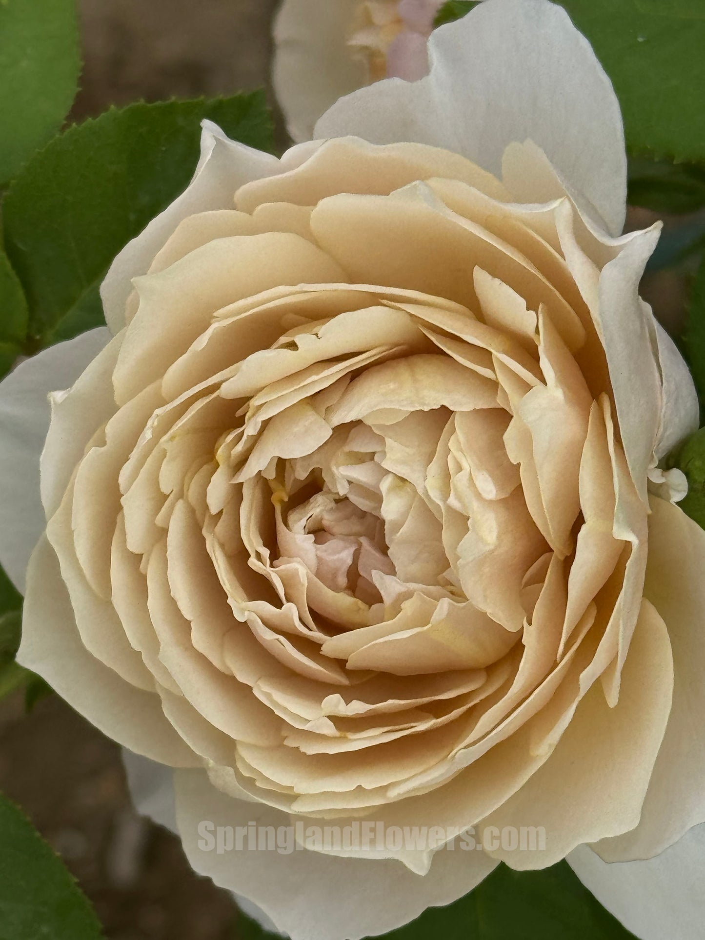 Charlotte Perriand 佩里安 シャルロットペリアン, Japanese Shrub Rose，Special and Elegant, Distinctive , Non-Grafted/Own Root.