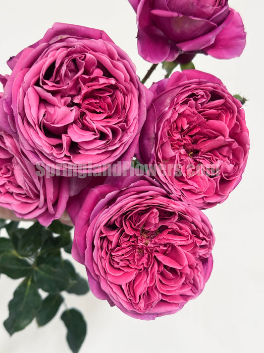 #SPJ015 , Cantina 伊芙酒窖, Japanese Shrub Rose, Strong fragrance. Non-Grafted/Own Root.