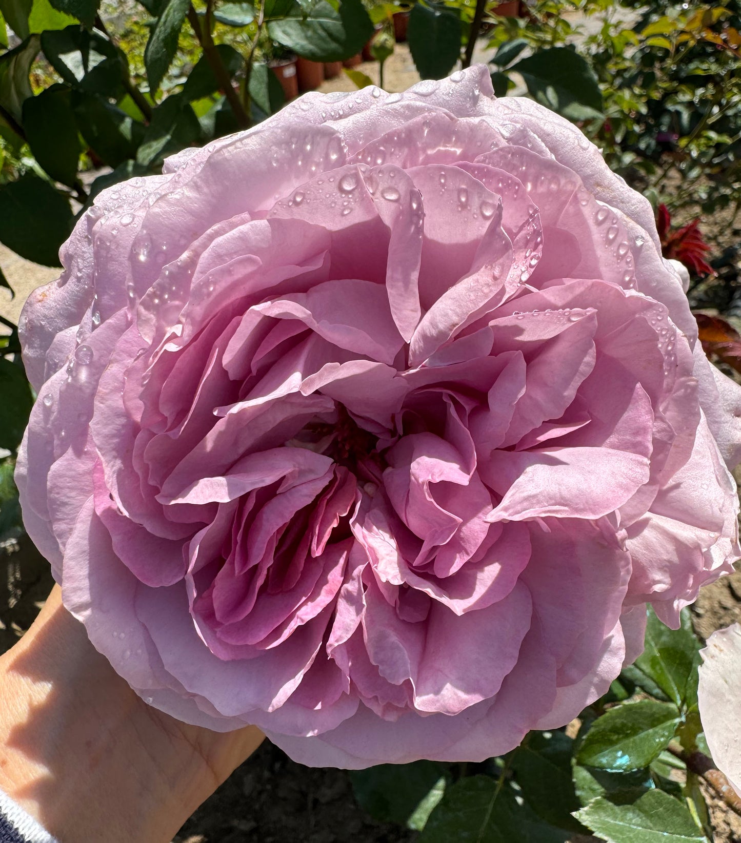 The Pride 荣耀（尼普），Hybrid Tea Rose, Strong  Fruity  Fragrance.  Non-Grafted/Own Root.