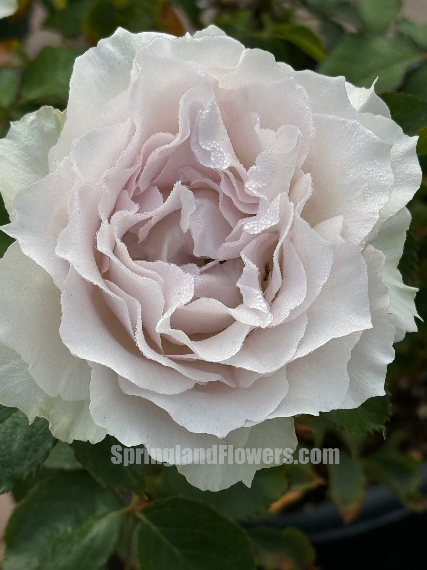 Saphiret 莎菲天使 サフィレット , Japanese Shrub Rose，Non-Grafted/Own Root.