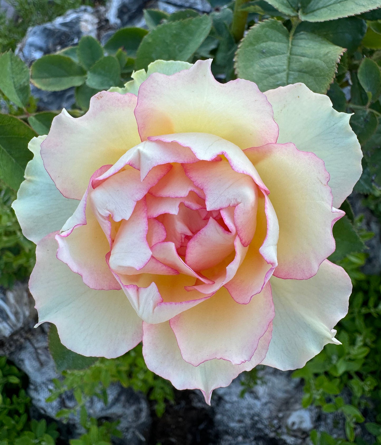 Jalitah 吉莱塔/ 四季龙沙, Shrub Rose, Heat-Resistant, Disease-Resistant, Non-Grafted/Own Root.