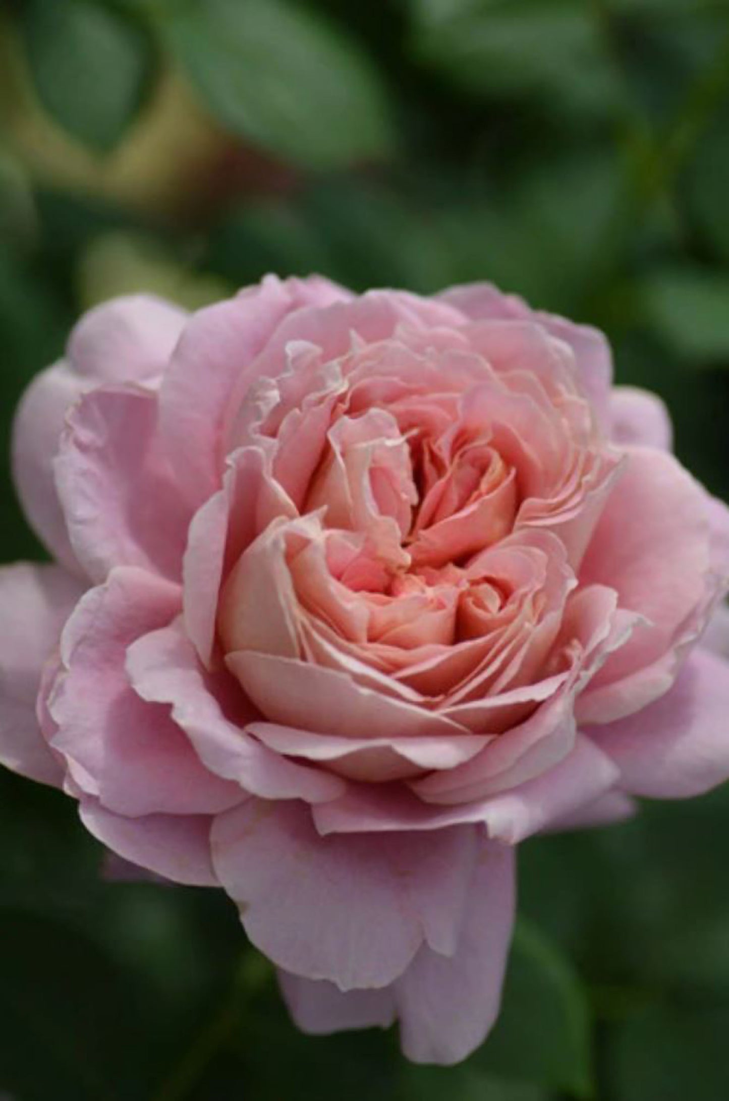 #SPJ182， Moulin de la Galette 煎饼磨坊, Japanese Shrub Rose，Strong Disease Resistance, Heat-Tolerant , Own Root.