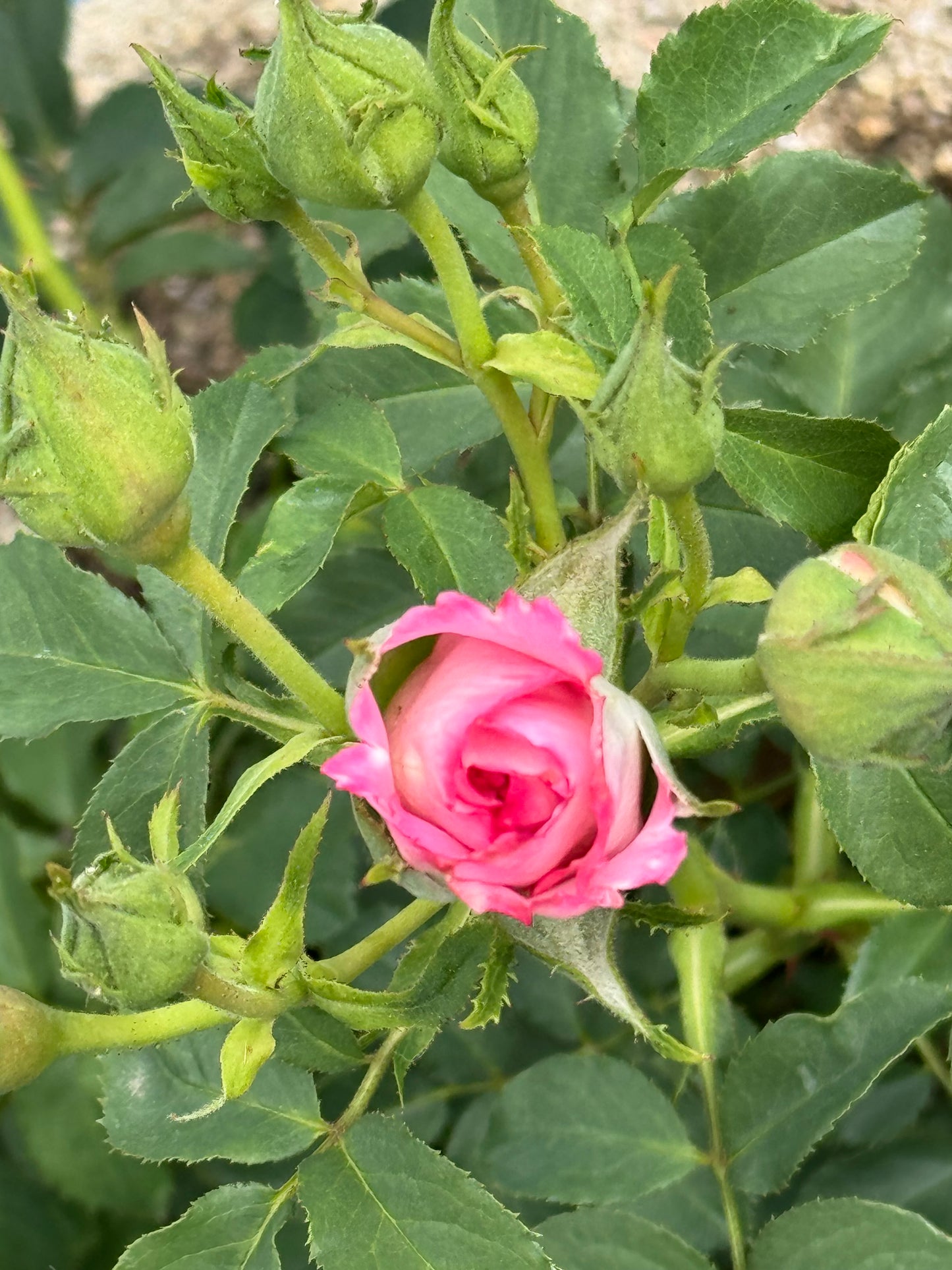 Rien Rose 河本绊 リアン・ローズ，Japanese Floribunda Rose，Non-Grafted/Own Root.