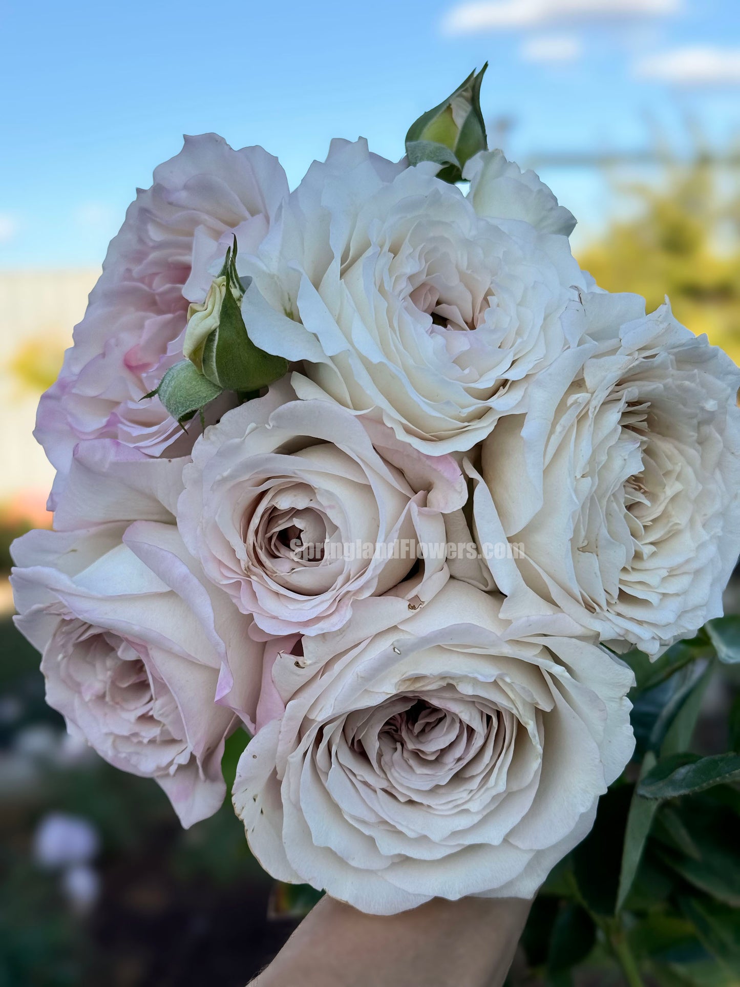 Milky Pearl 珍珠牛奶 ミルキーパール,  Japanese Cutting Rose,  Non-Grafted/Own Root.