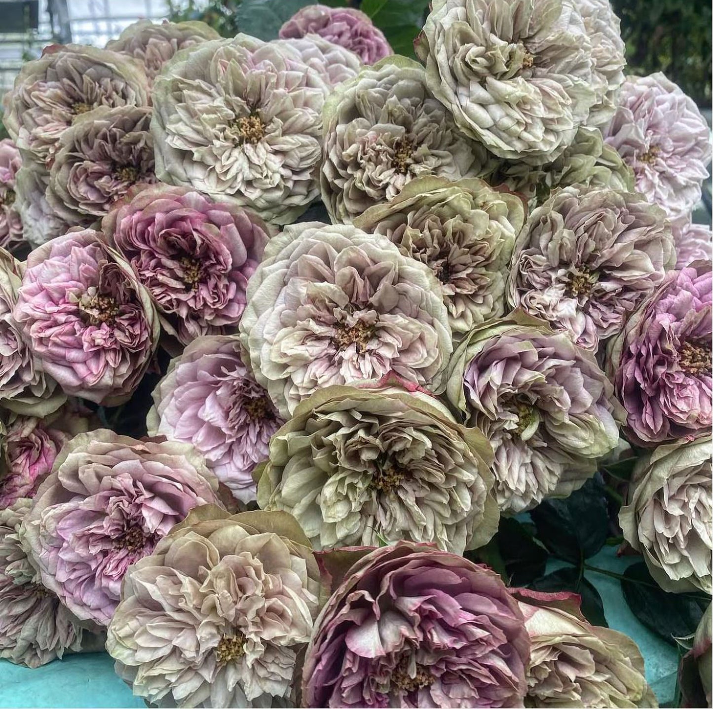 #SPJ124，Nothing without you 不能没有你/非你莫属，Japanese Florist Shrub Rose , Non-Grafted/Own Root.