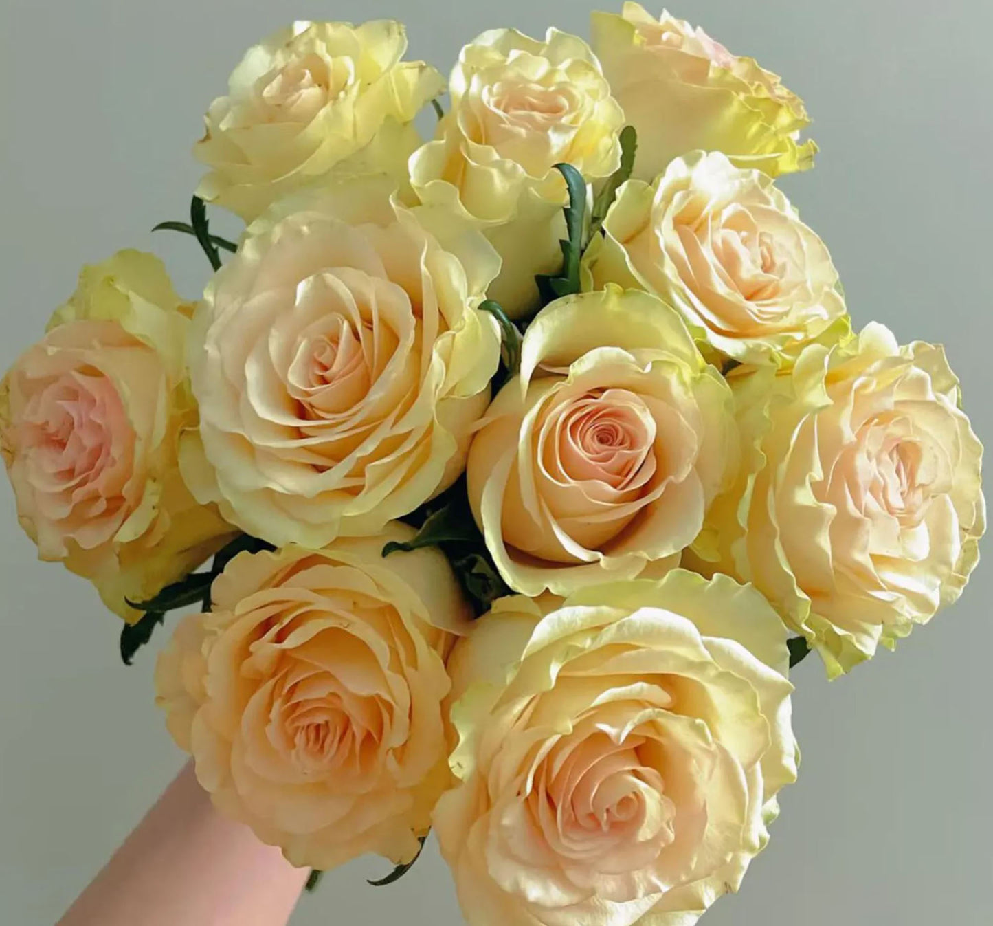 #SPN118，extremely similar to Dynamic 琉璃翠, Netherlands Florist Shrub Rose.