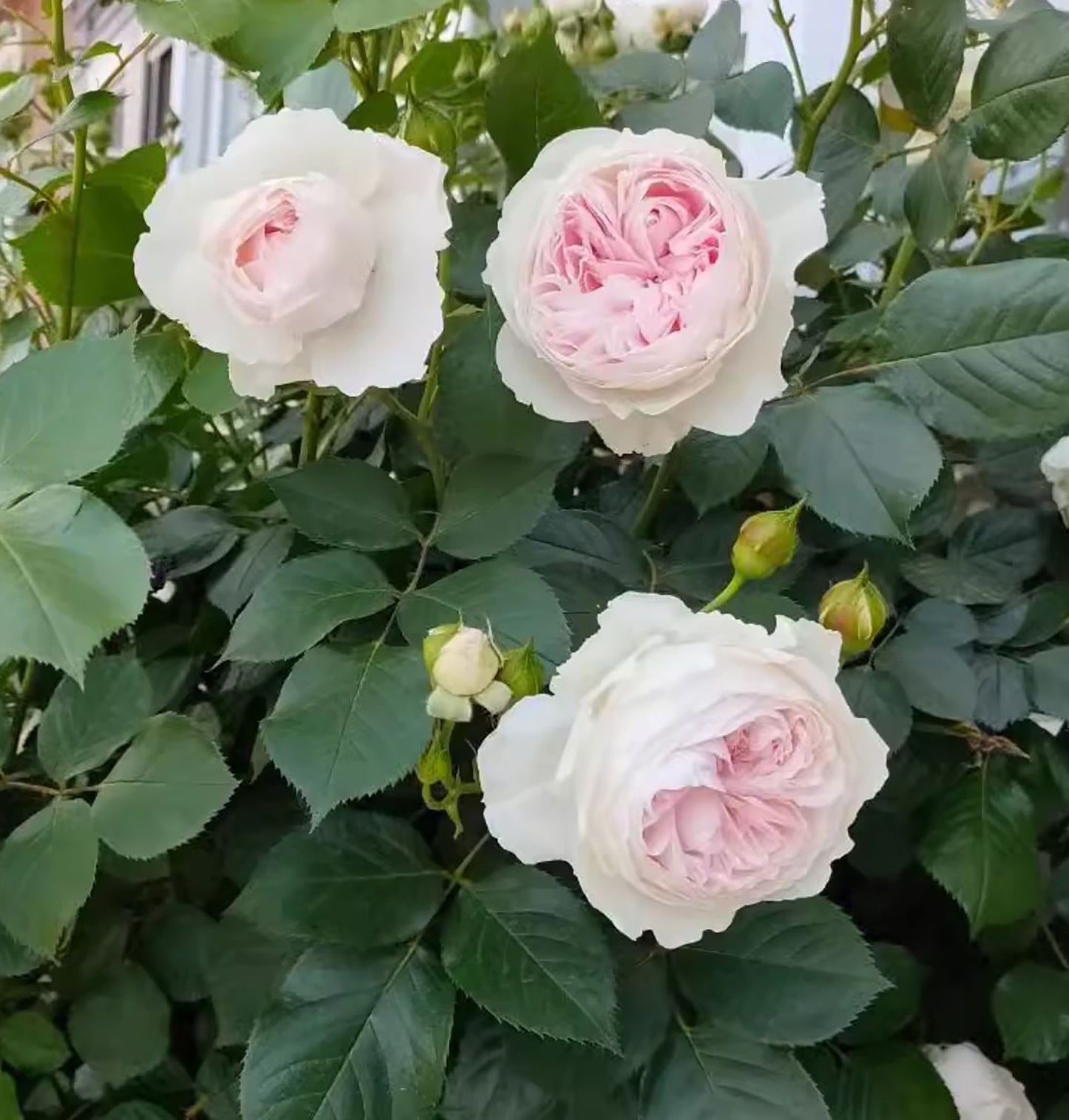 Earth Angel 尘世天使，Floribunda Rose, Non-Grafted/Own Root.