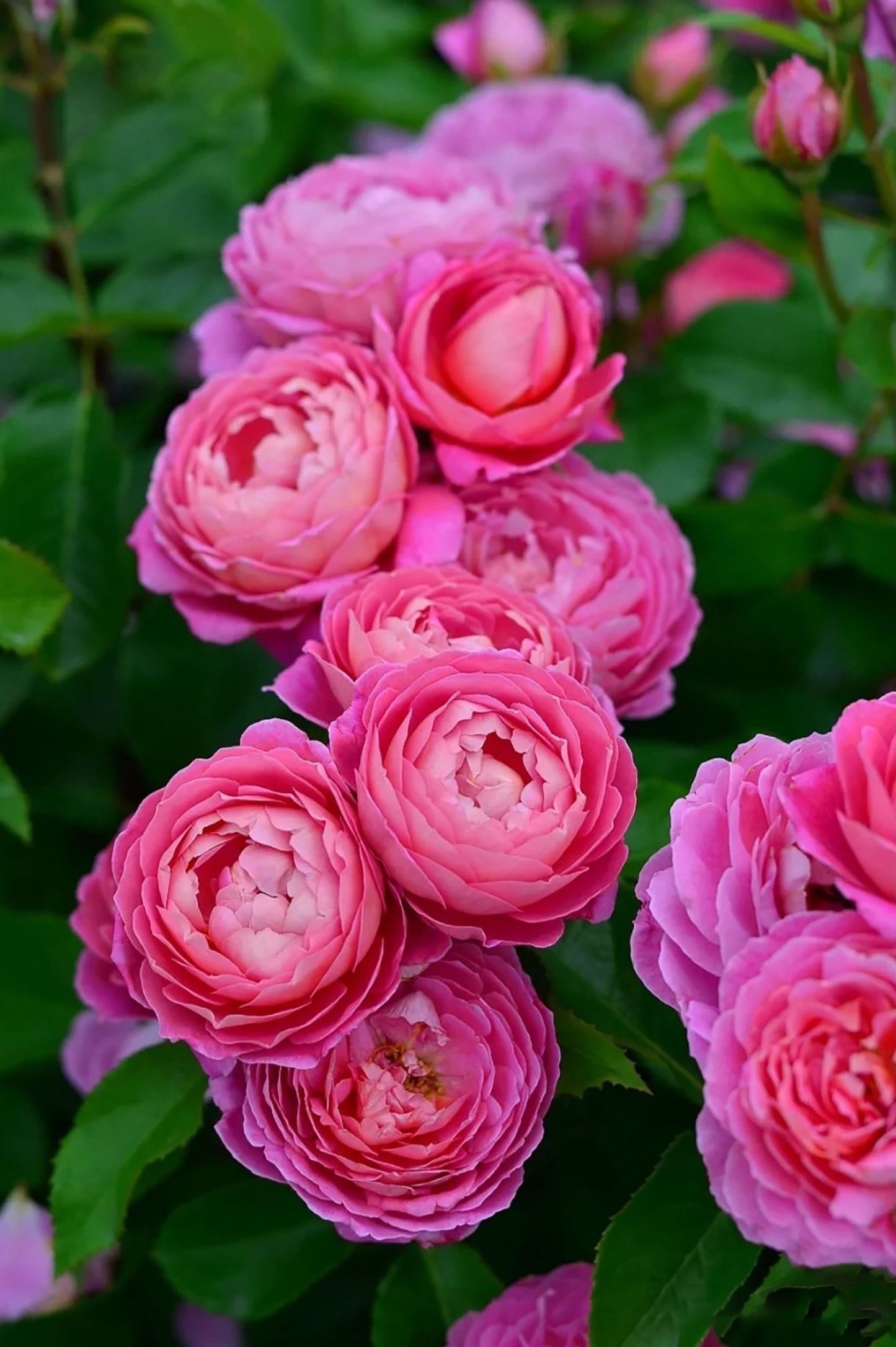 Fragonard 花宫娜（日版），Shrub Rose， Strong Fragrance，Non-Grafted/Own Root.