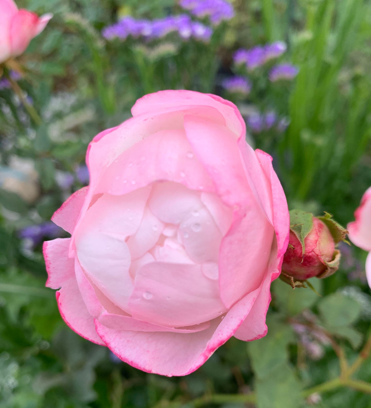 Strawberry Macaron草莓杏仁饼 ストロベリーマカロン , Japanese Floribunda Rose, Non-Grafted/Own Root.