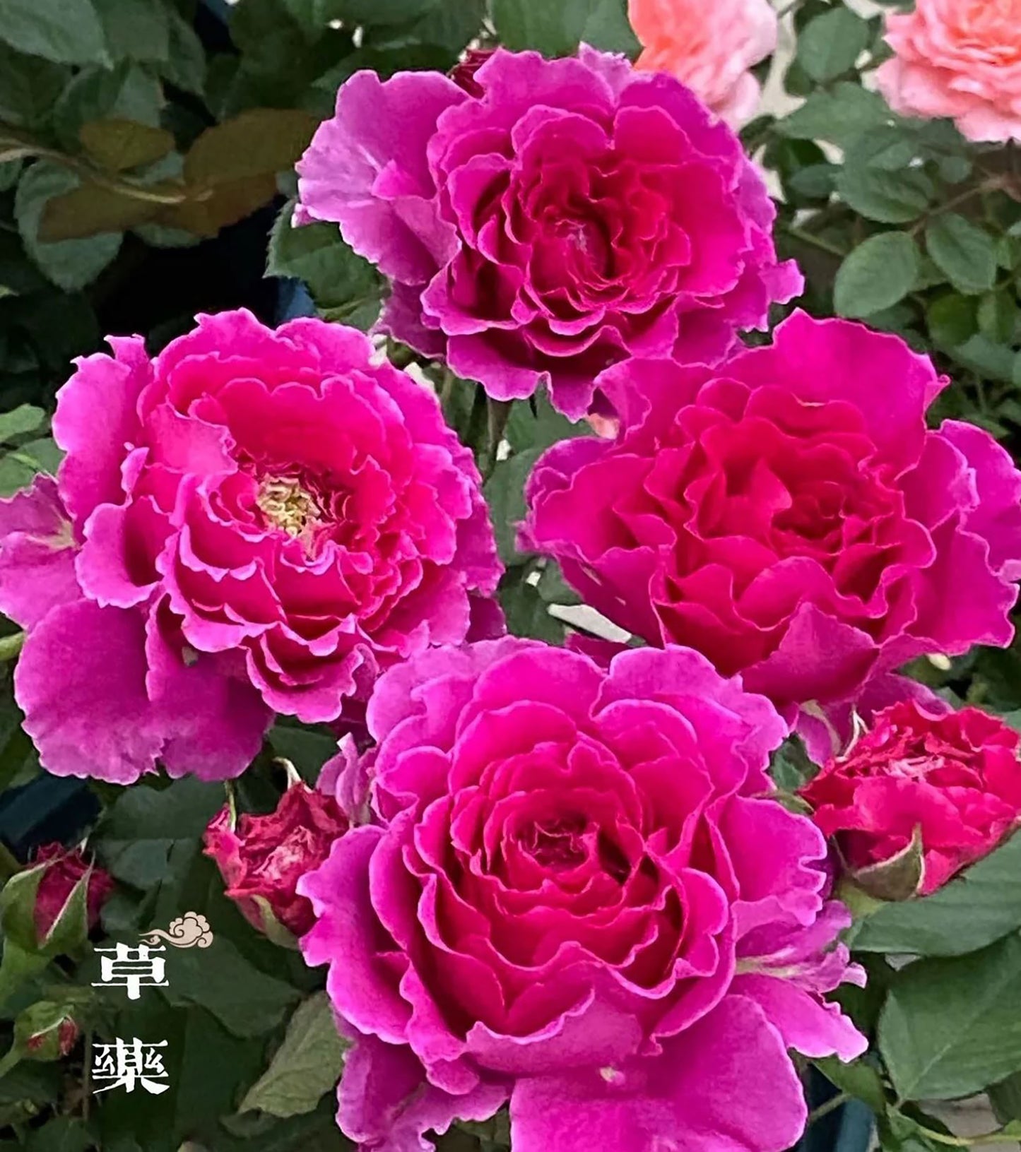 Ramukan 草药 ラムカン,  Japanese Shrub Rose，Strong Disease Resistance and Heat Tolerance,Non-Grafted/Own Root.