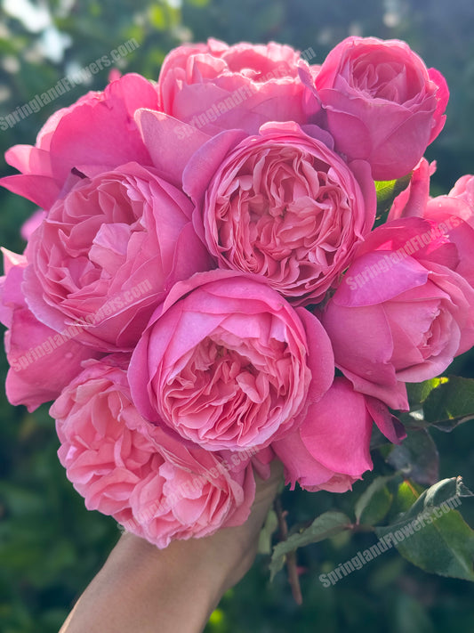 NEW 2022 ! Sweetness of You 蜜语，Floribunda Rose，Upright, Repeat-Flowering, Heat-Resistant, Disease-Resistant, Non-Grafted/Own Root.