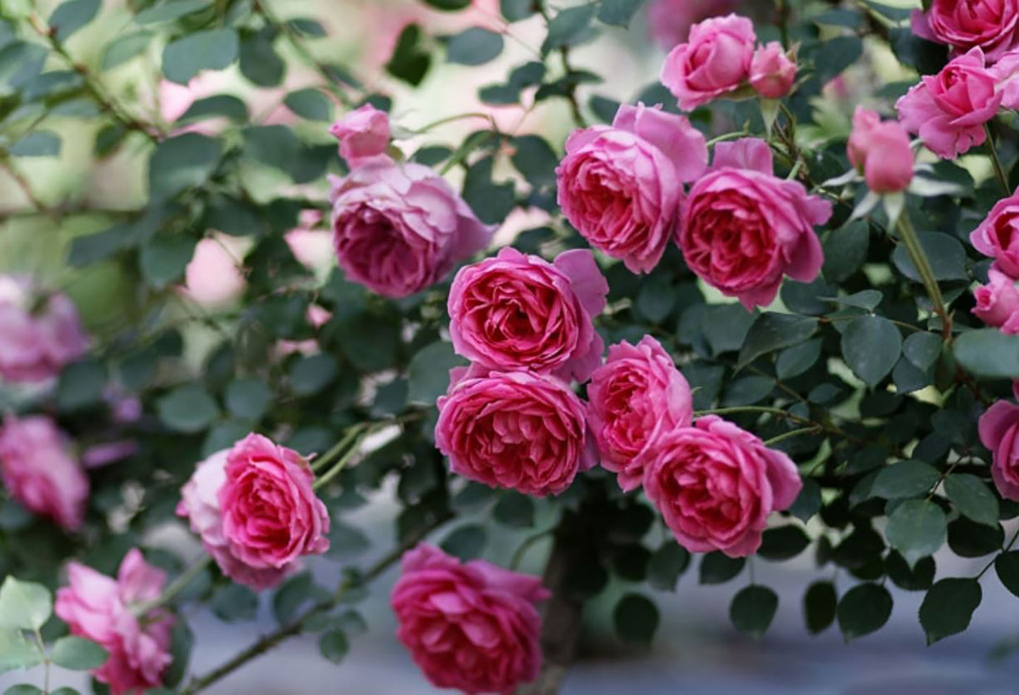 Parade 大游行 ，Deep pink Large-Flowered Climber.Non-Grafted/Own Root.