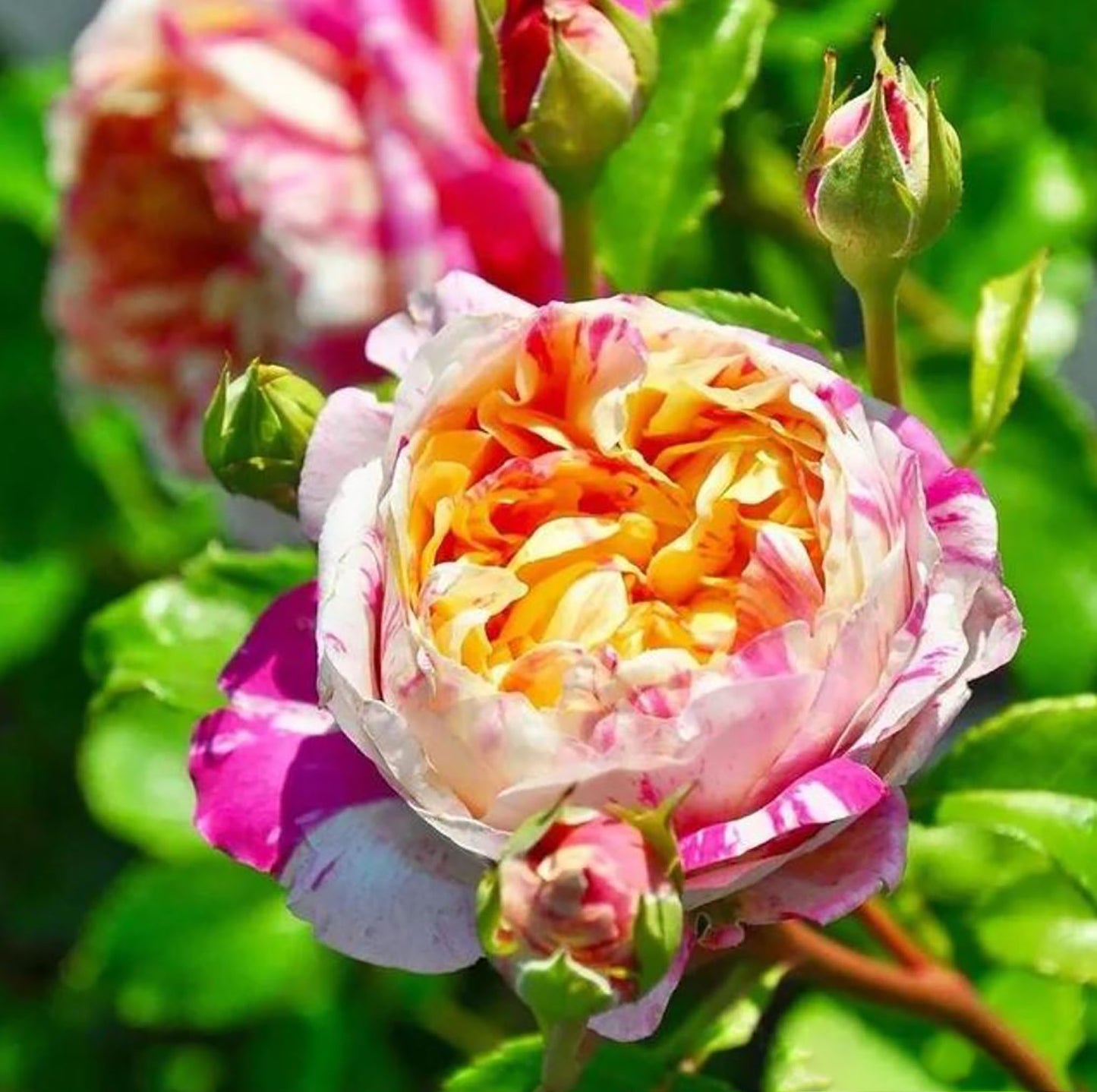 #SPF038, extremely similar to Édouard Manet 马奈, French Climbing Rose, Continuous Flowering And Strong Disease Resistance, Thornless. Non-Grafted/Own Root.