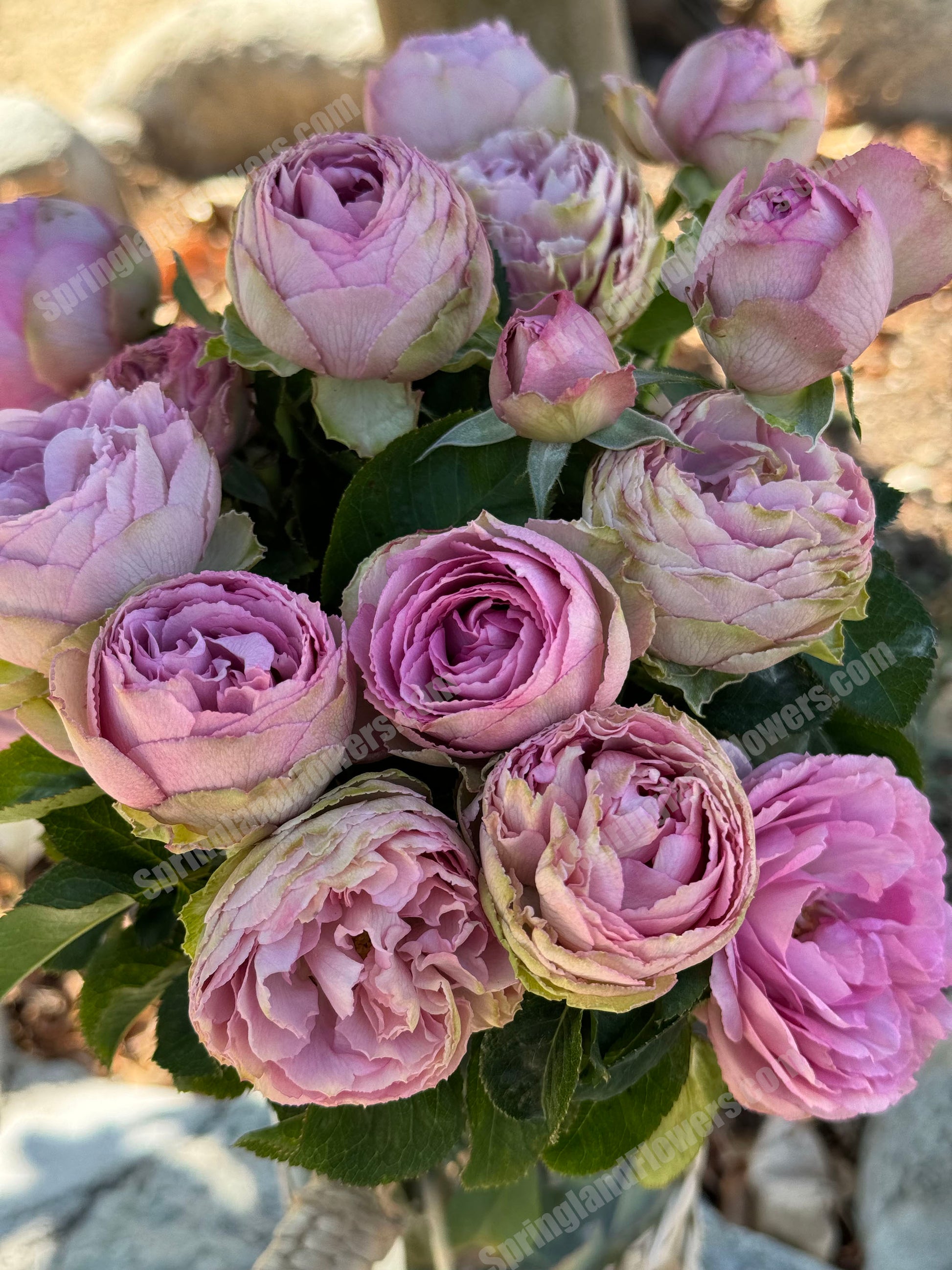 lavender lace flower SPN088, Lavender Lace 薰衣草蕾丝,Florist Shrub Rose, Non-Grafted/Own Root. – SpringlandFlowers