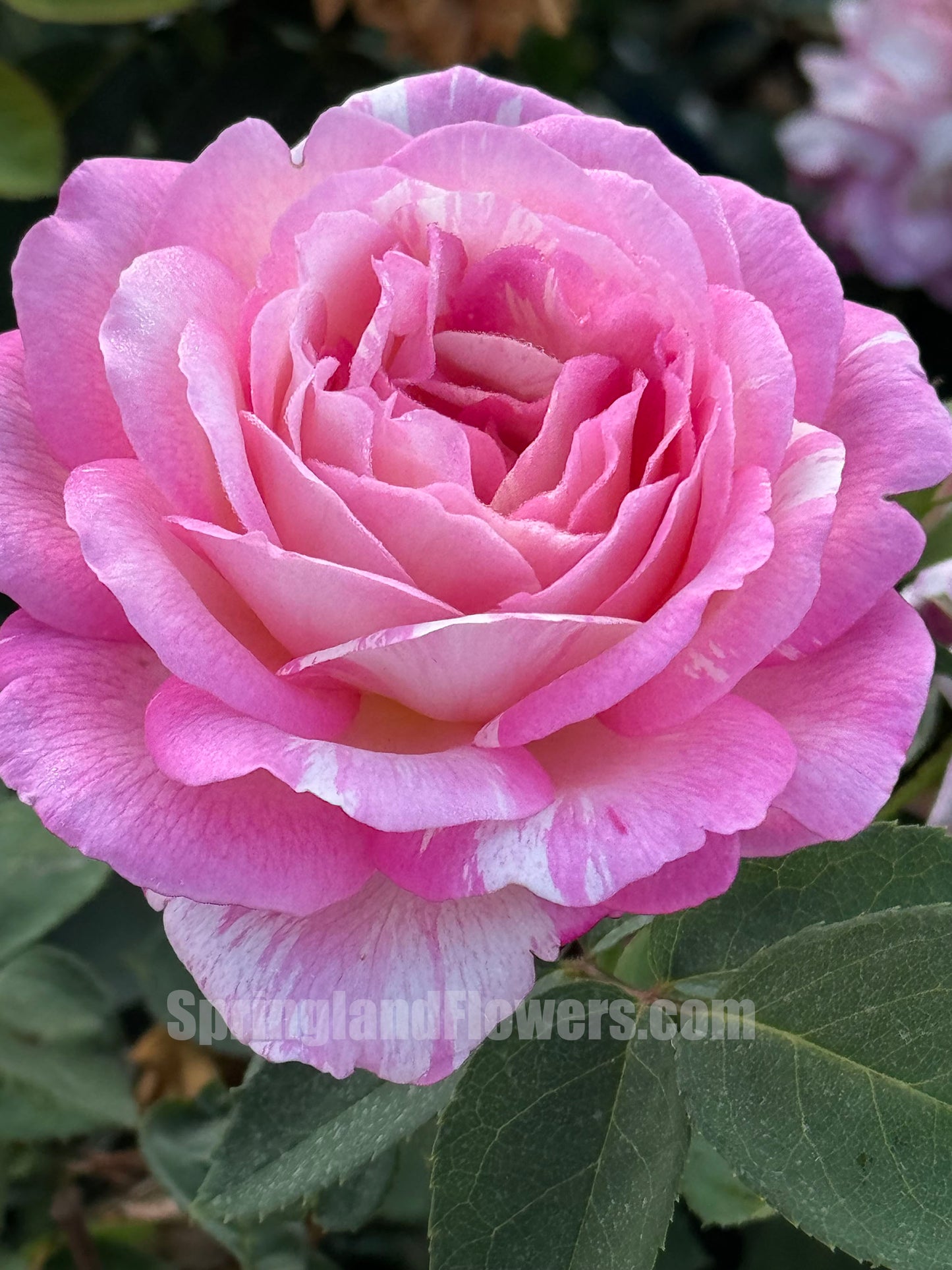 #SPF085，Extremely Similar to Marc Chagall 马克夏加尔，French Floribunda Rose, Non-Grafted/Own Root.