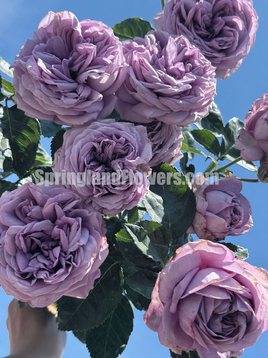 #SPG063, Extremely Similar to Kinda Blue 微蓝, Floribunda Rose, Non-Grafted/Own Root.