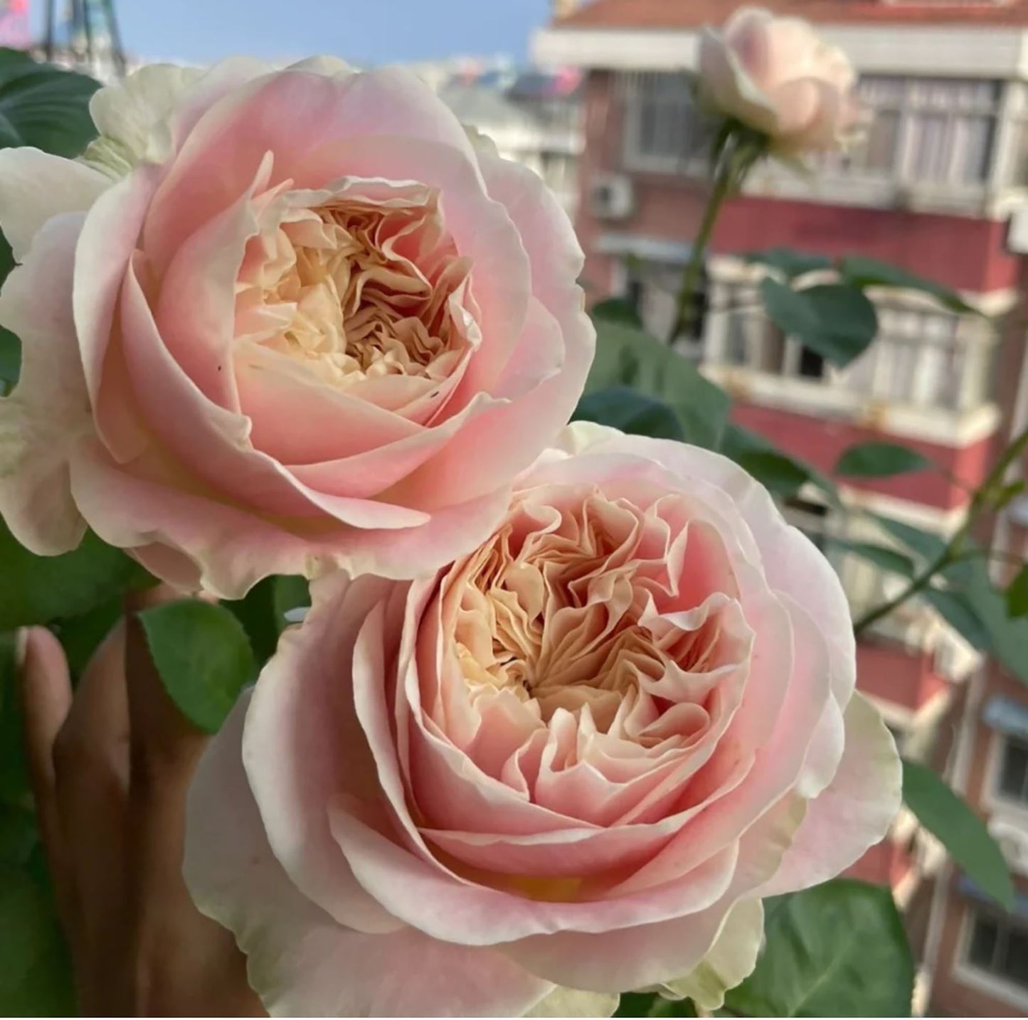 Chiffon 雪纺绸/戚风蛋糕，Cutting Rose,  Non-Grafted/Own Root.