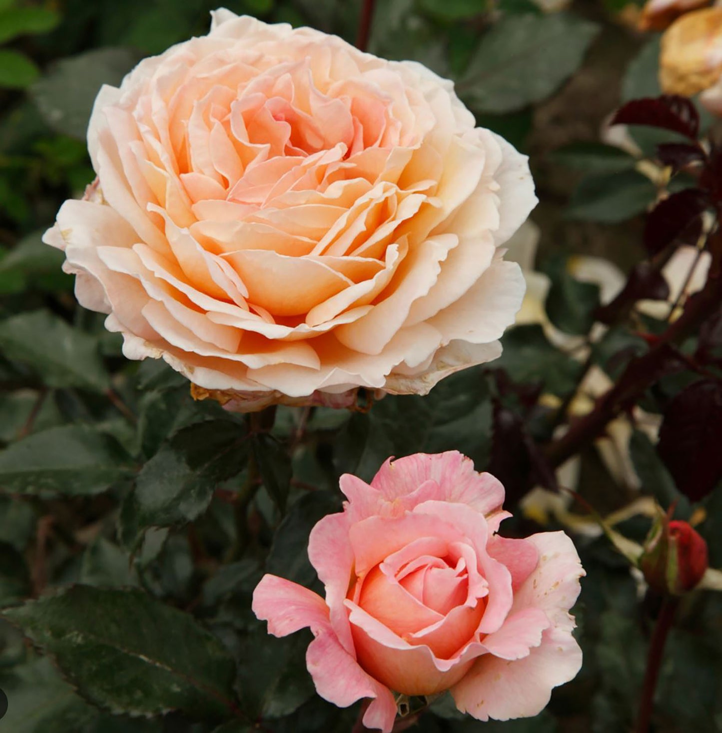 Grossherzogin Luise 大公夫人，Shrub Rose, Large, Strong Fragrance, Strong Disease Resistance, Non-Grafted/Own Root.