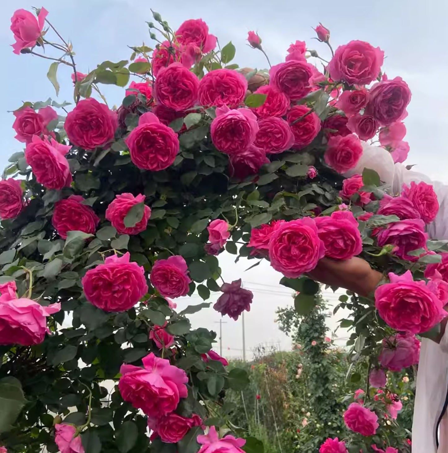 Parade 大游行 ，Deep pink Large-Flowered Climber.Non-Grafted/Own Root.