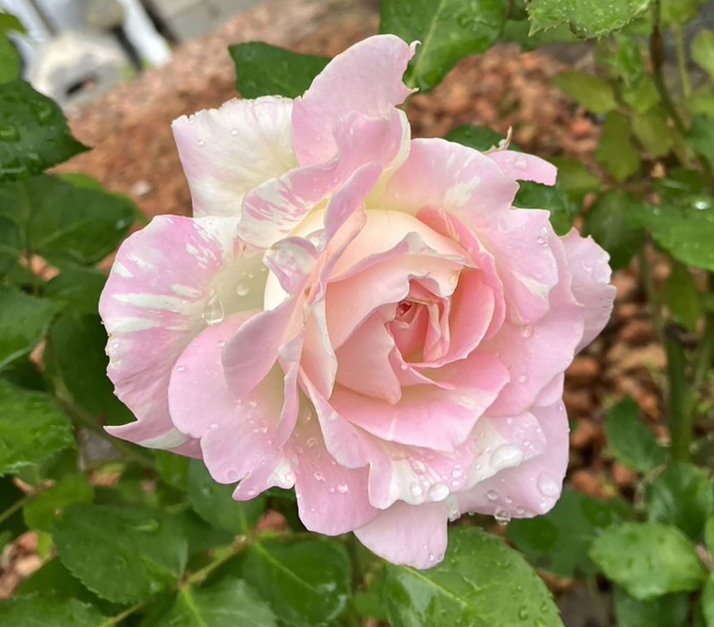 Mille Feuille 法式千层酥 ミルフィーユ ,Japanese Shrub Rose , 2 Years Old 1 Gal,  Non-Grafted/Own Root.