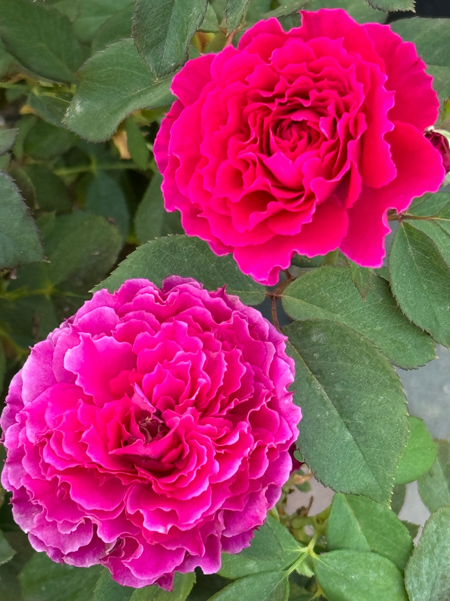 Ramukan 草药 ラムカン,  Japanese Shrub Rose，Strong Disease Resistance and Heat Tolerance,Non-Grafted/Own Root.