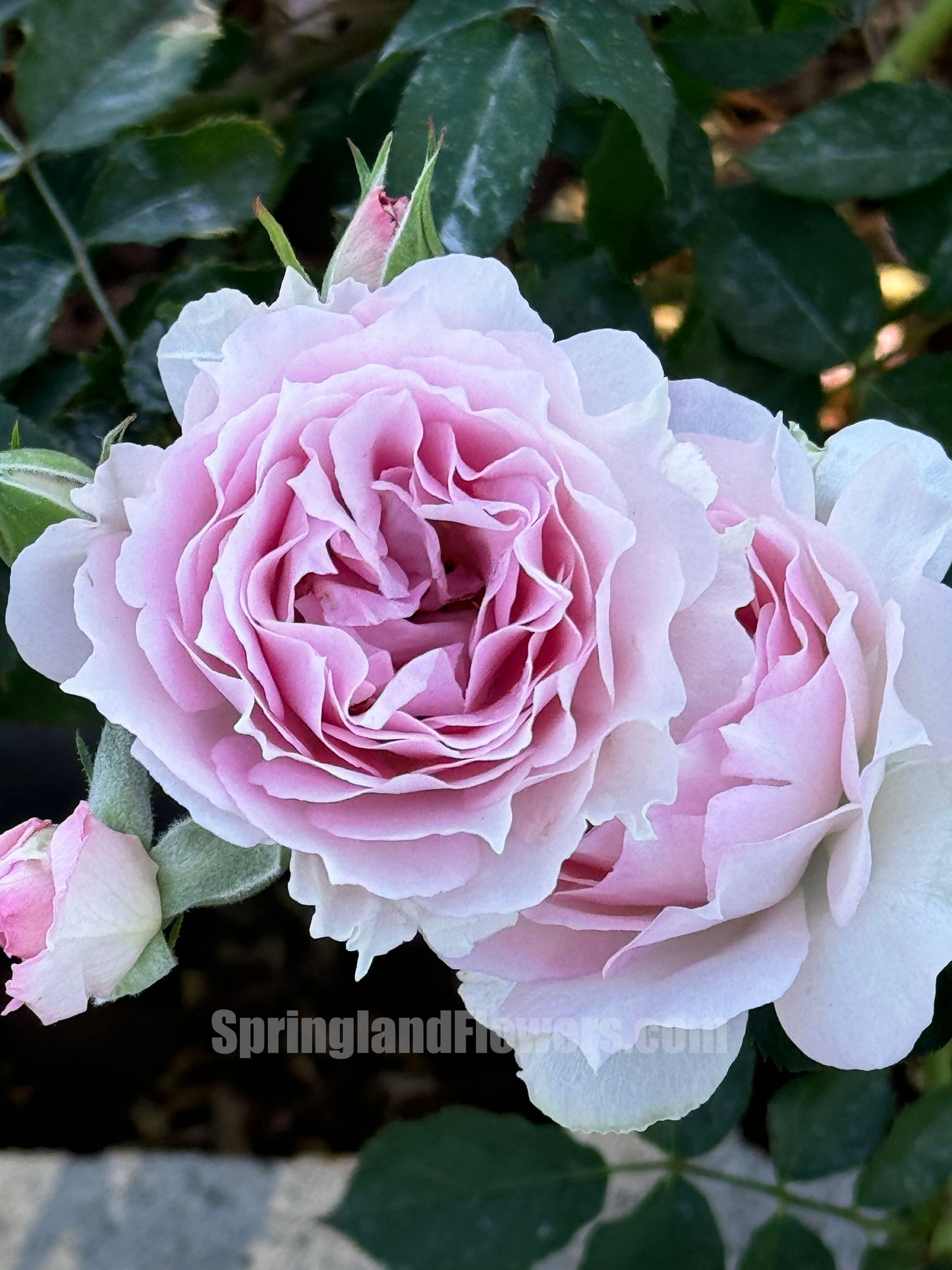 Doniazade 托妮莎德/ 粉色天方夜谭  ドニアザード,  Japanese Shrub Rose, Thornless, Strong Fragrance, Non-Grafted/Own Root.